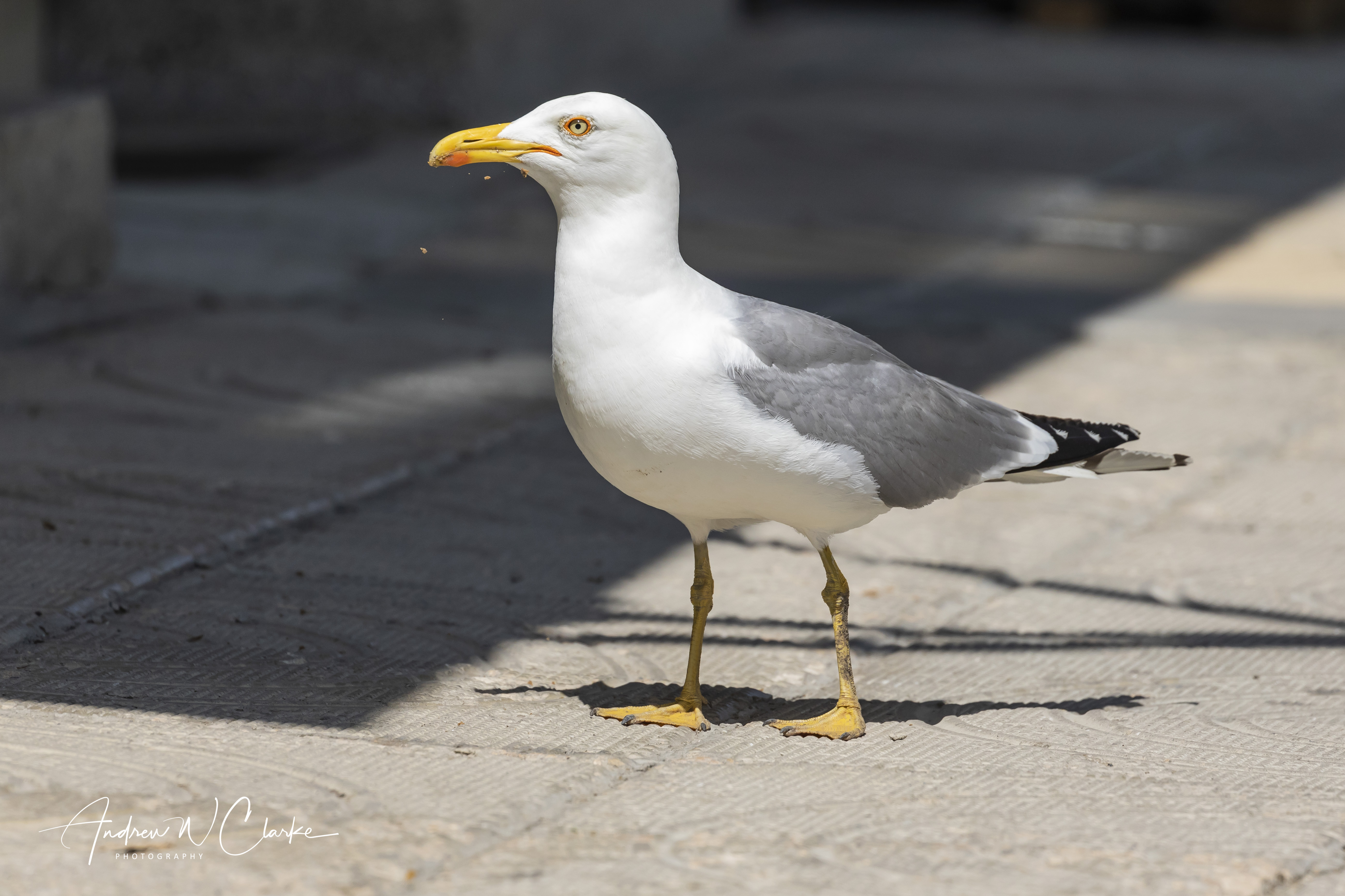 Yellow-legged Gull