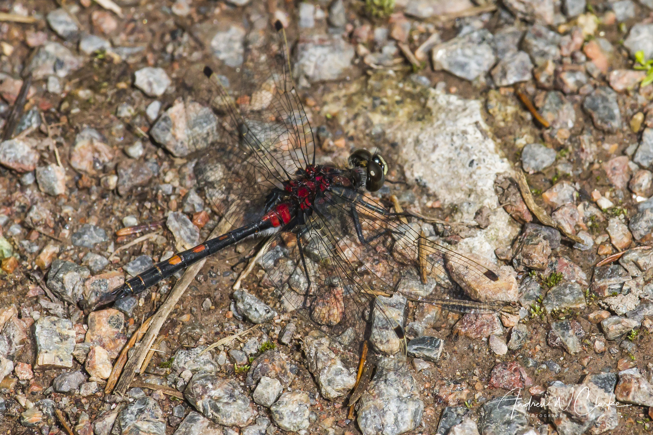 Small Whiteface
