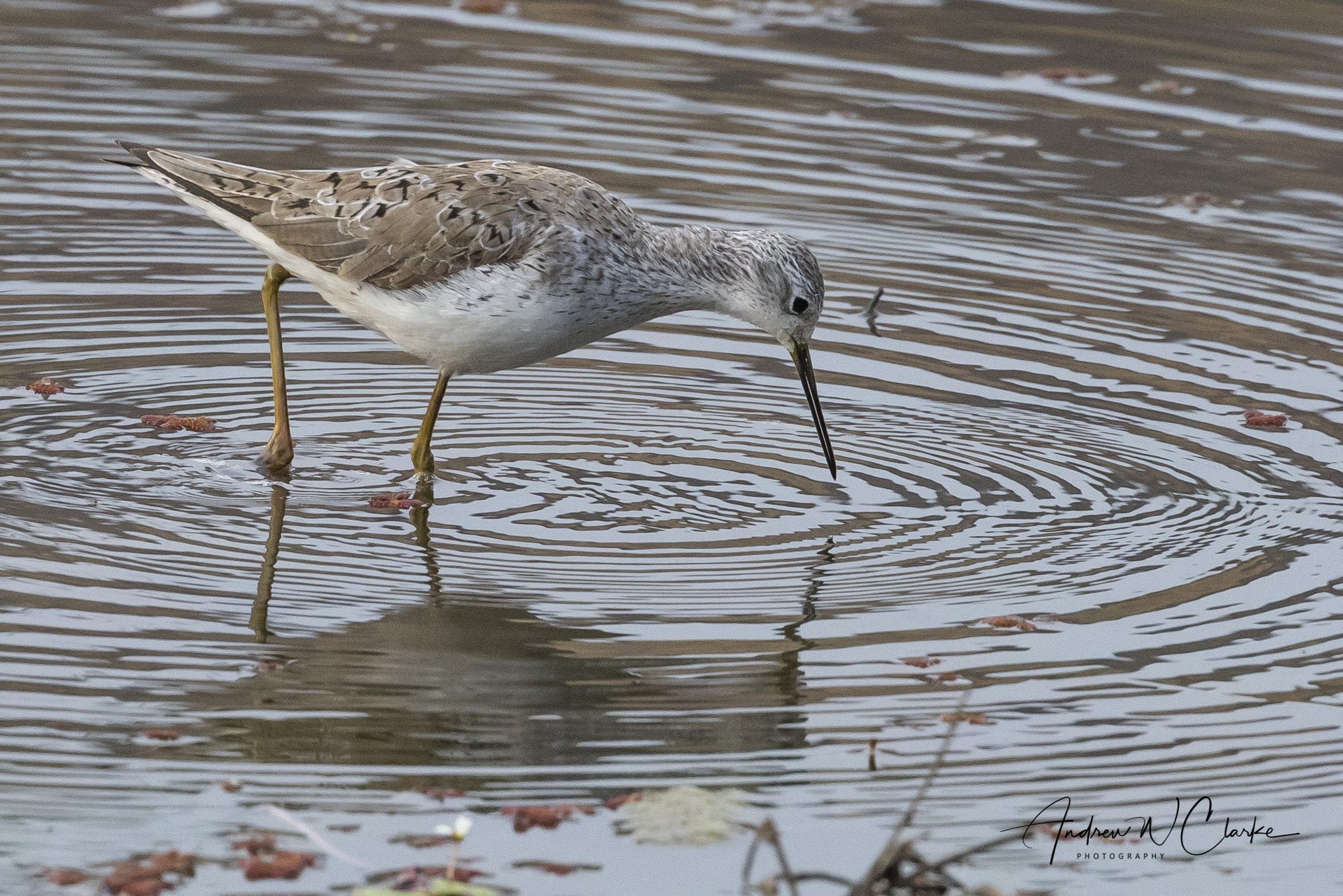 Marsh Sandpiper