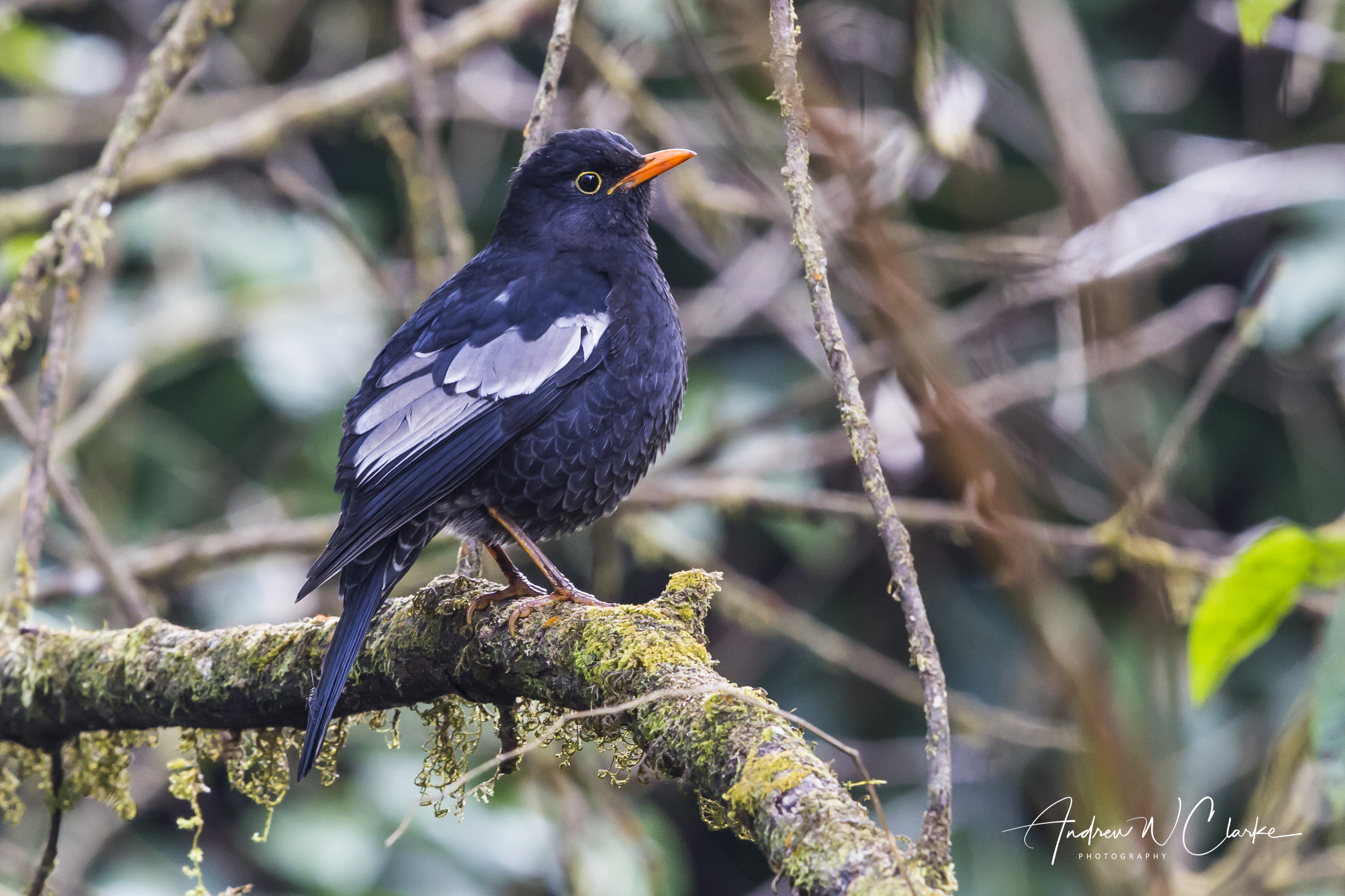 Gray-winged Blackbird