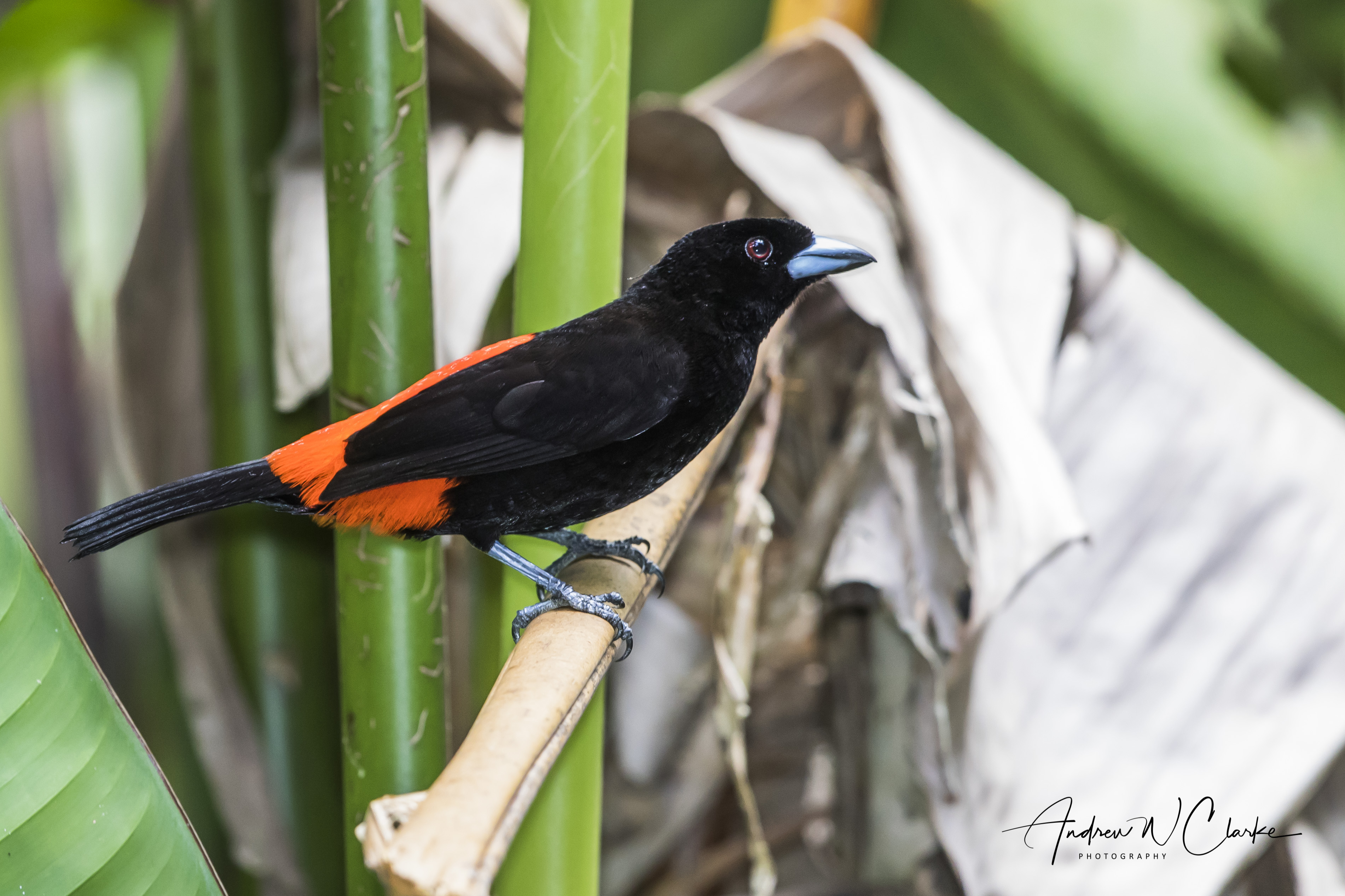 Scarlet-rumped (Cherrie's) Tanager