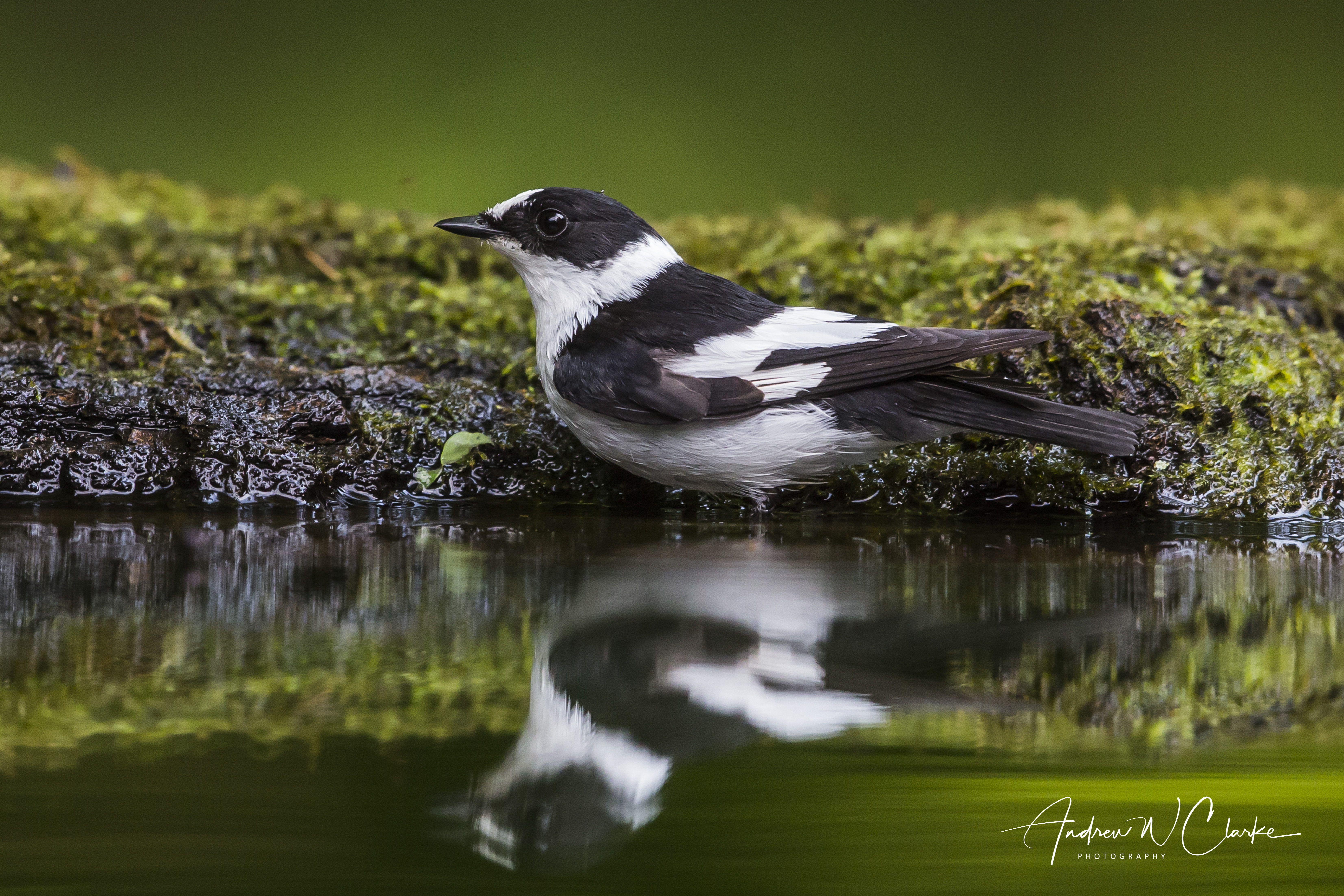 Collared Flycatcher
