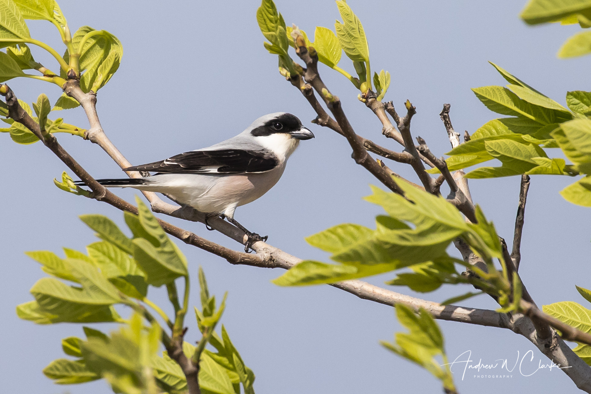 Lesser Grey Shrike