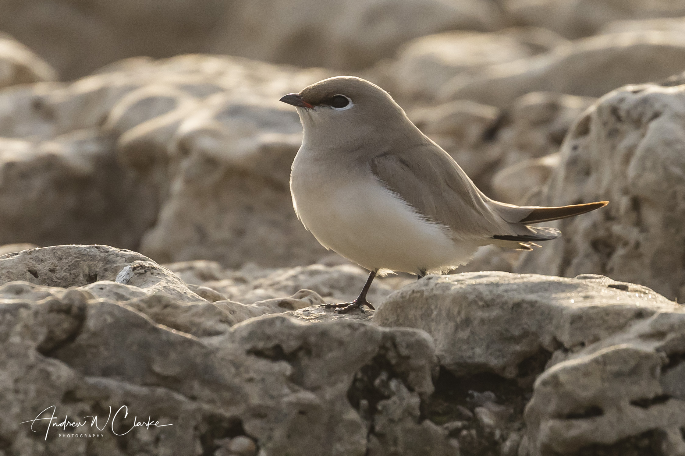 Small Pratincole