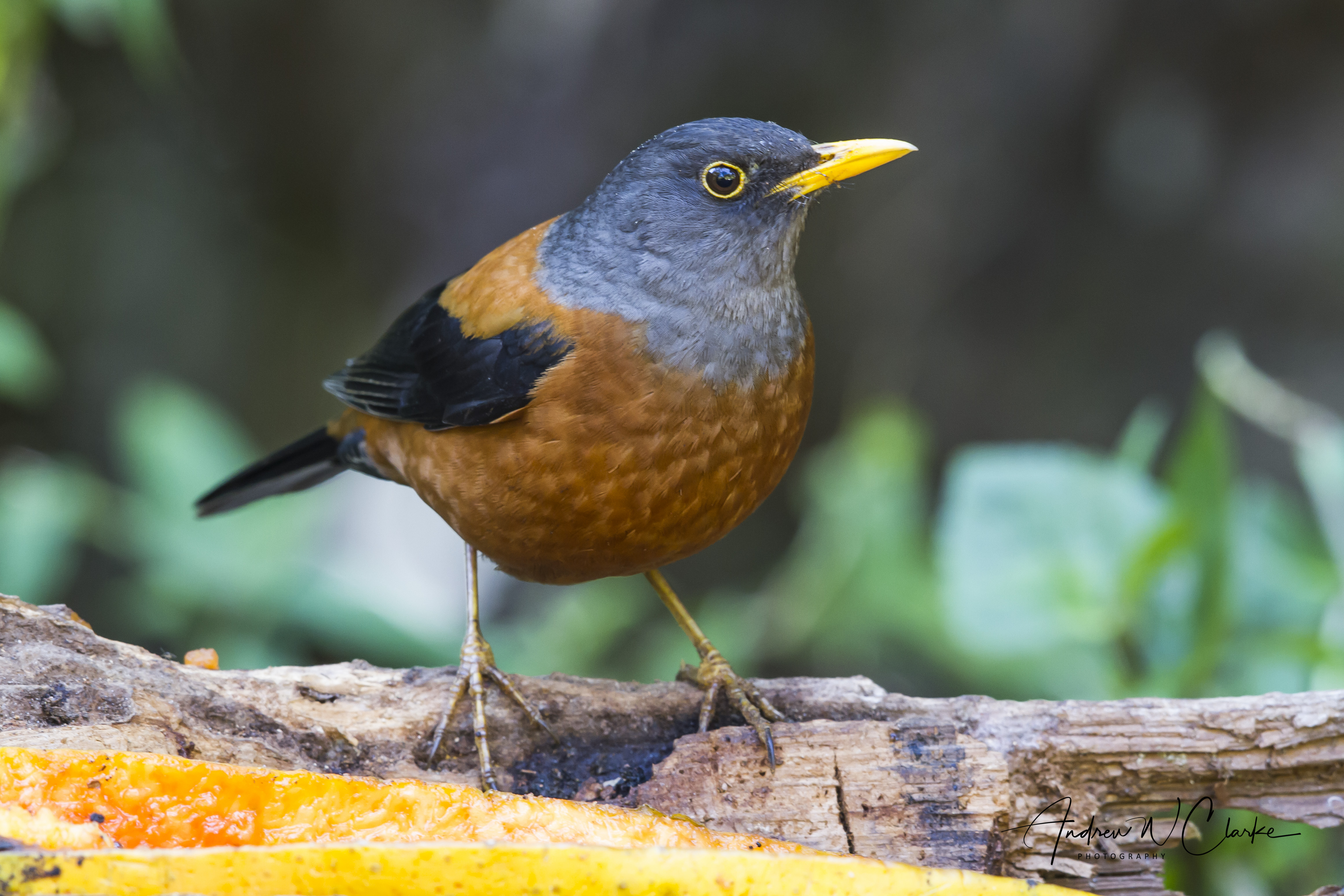 Chestnut Thrush