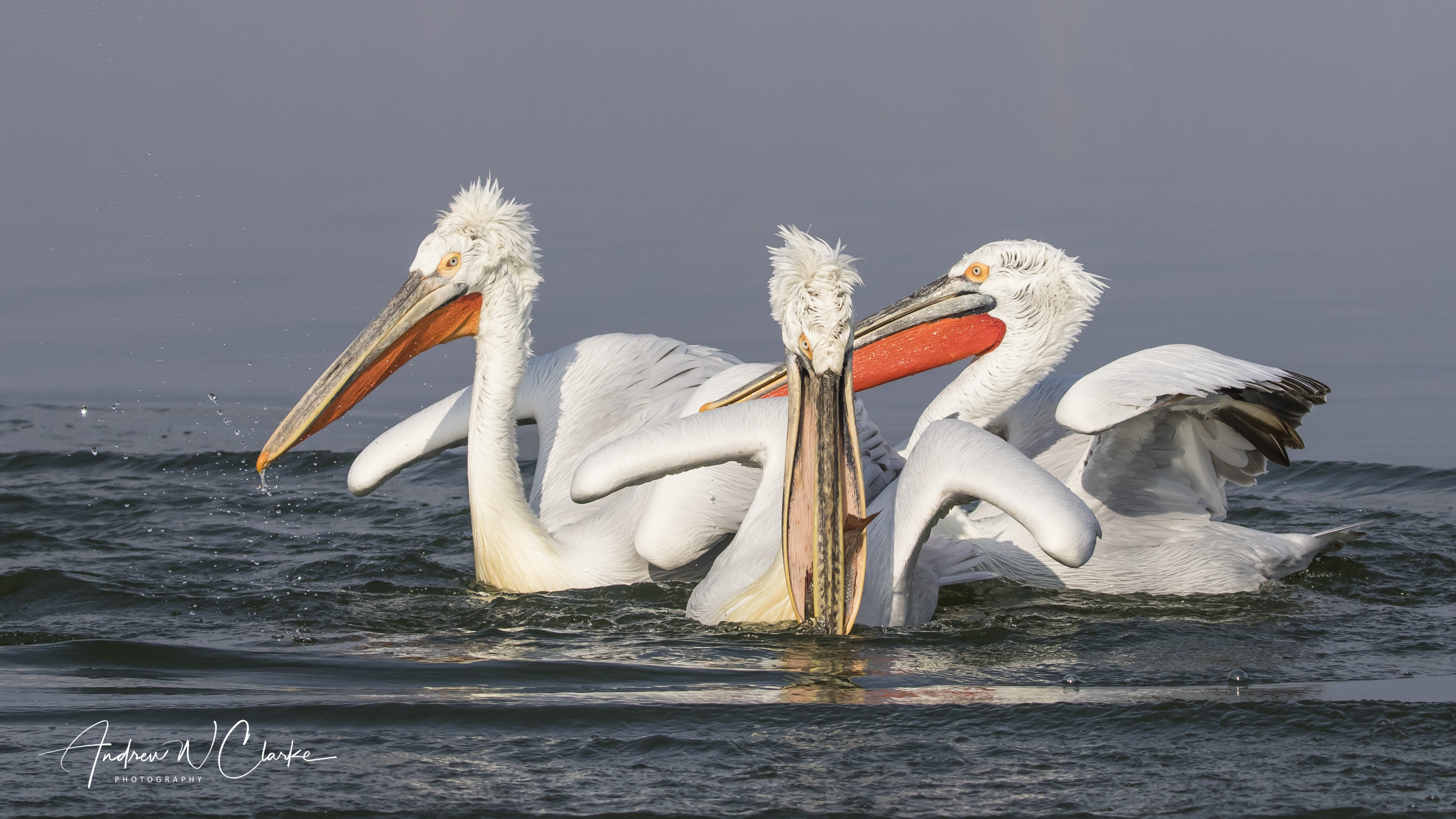 Dalmatian Pelican