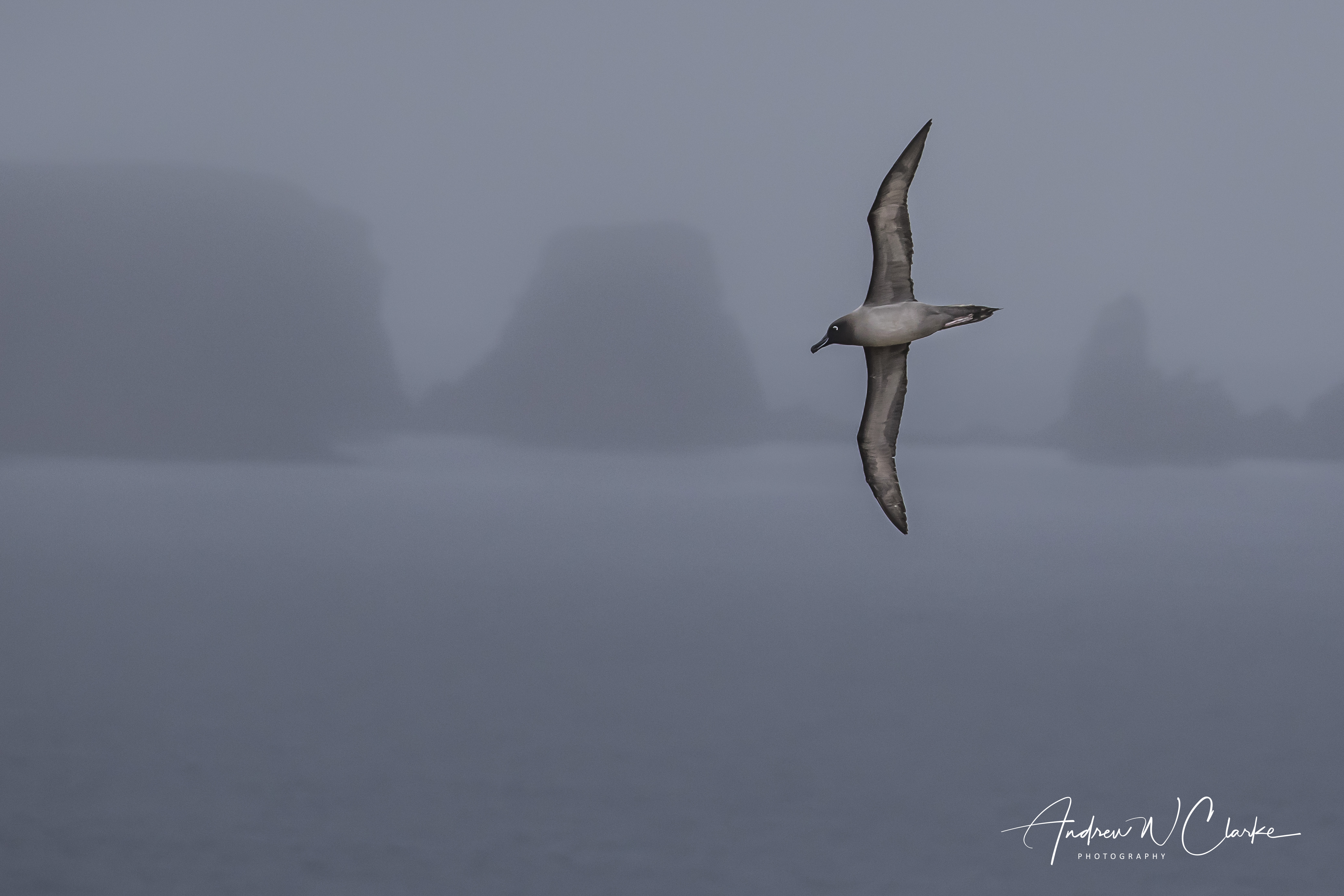 Light-mantled Albatross