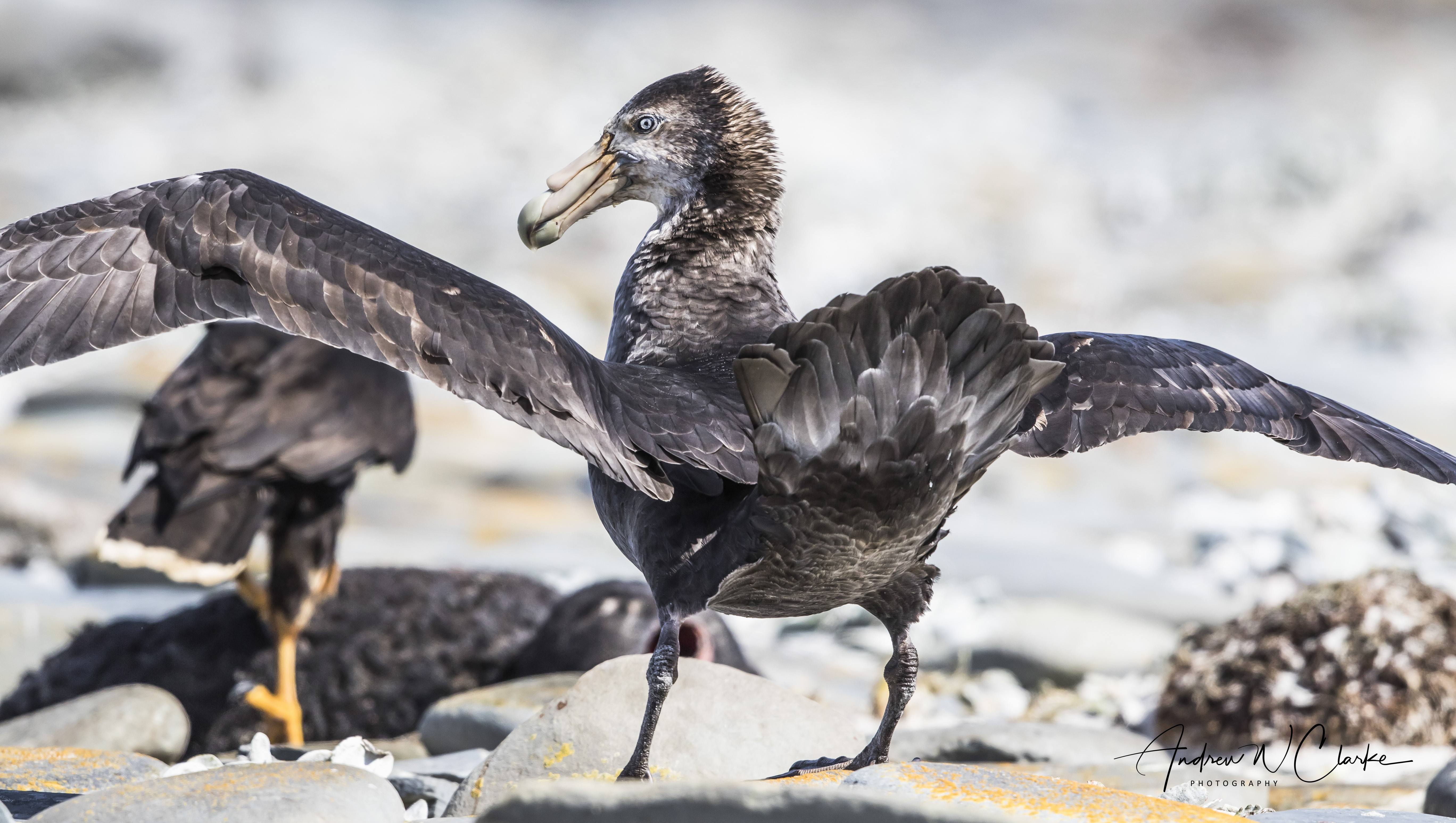 Southern Giant-Petrel