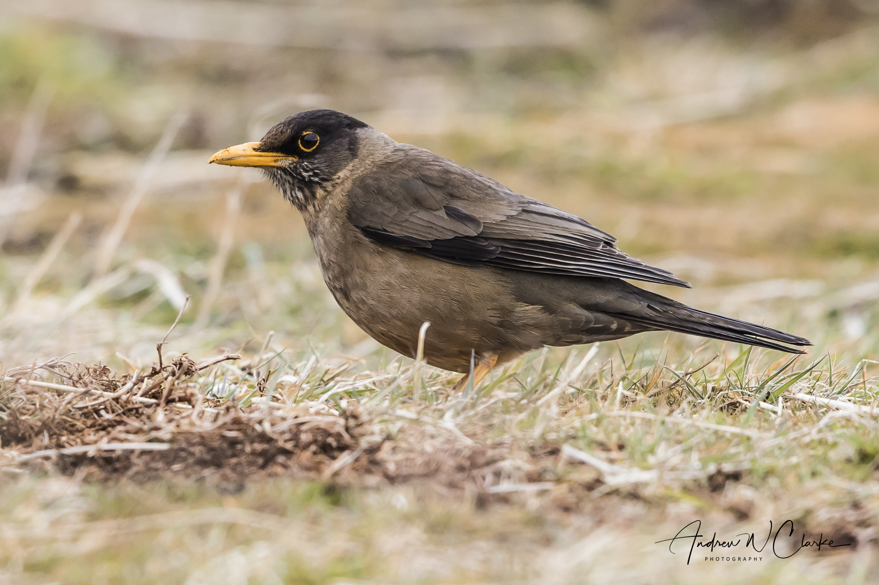Austral Thrush