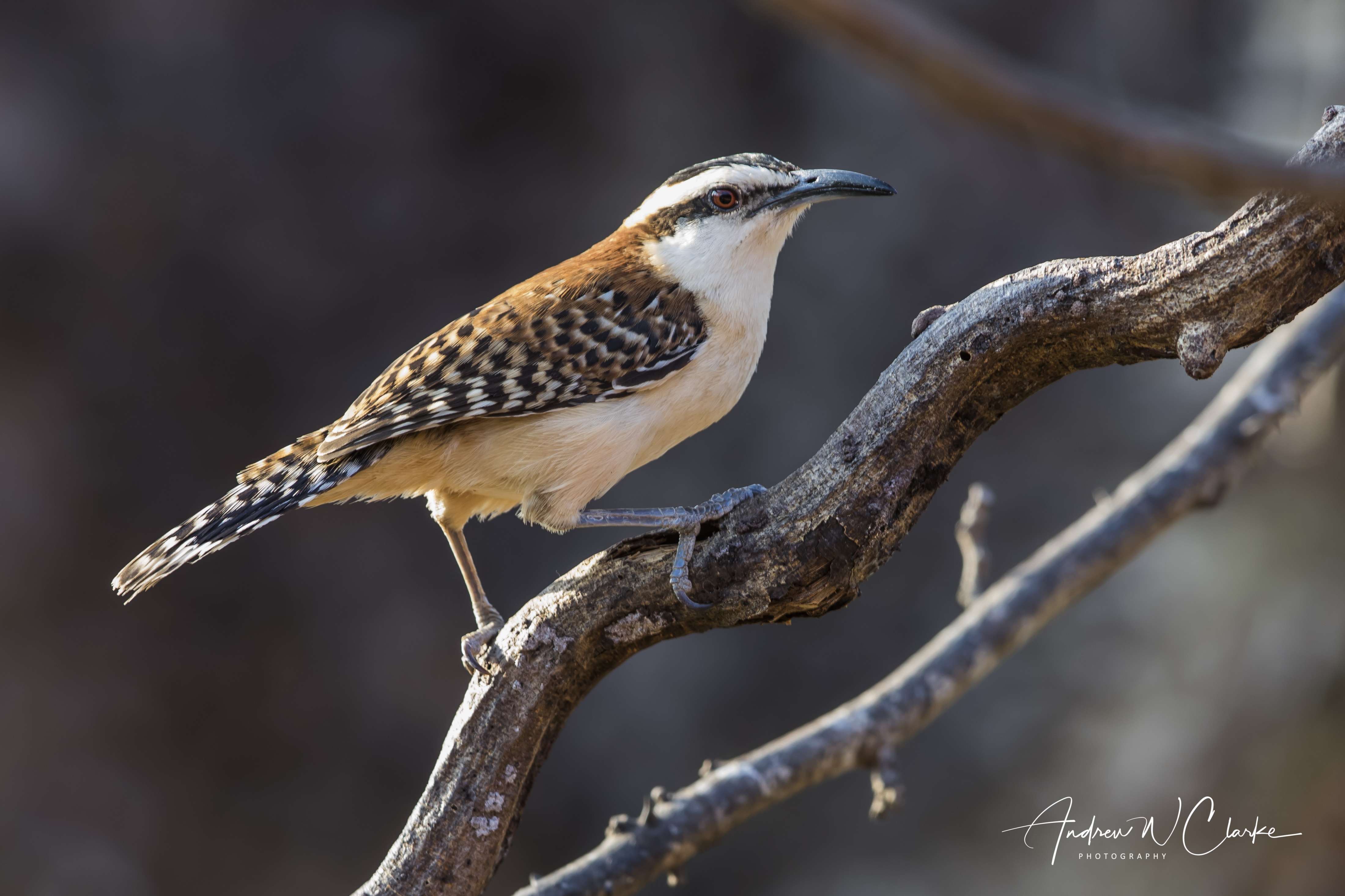 Rufous-naped Wren