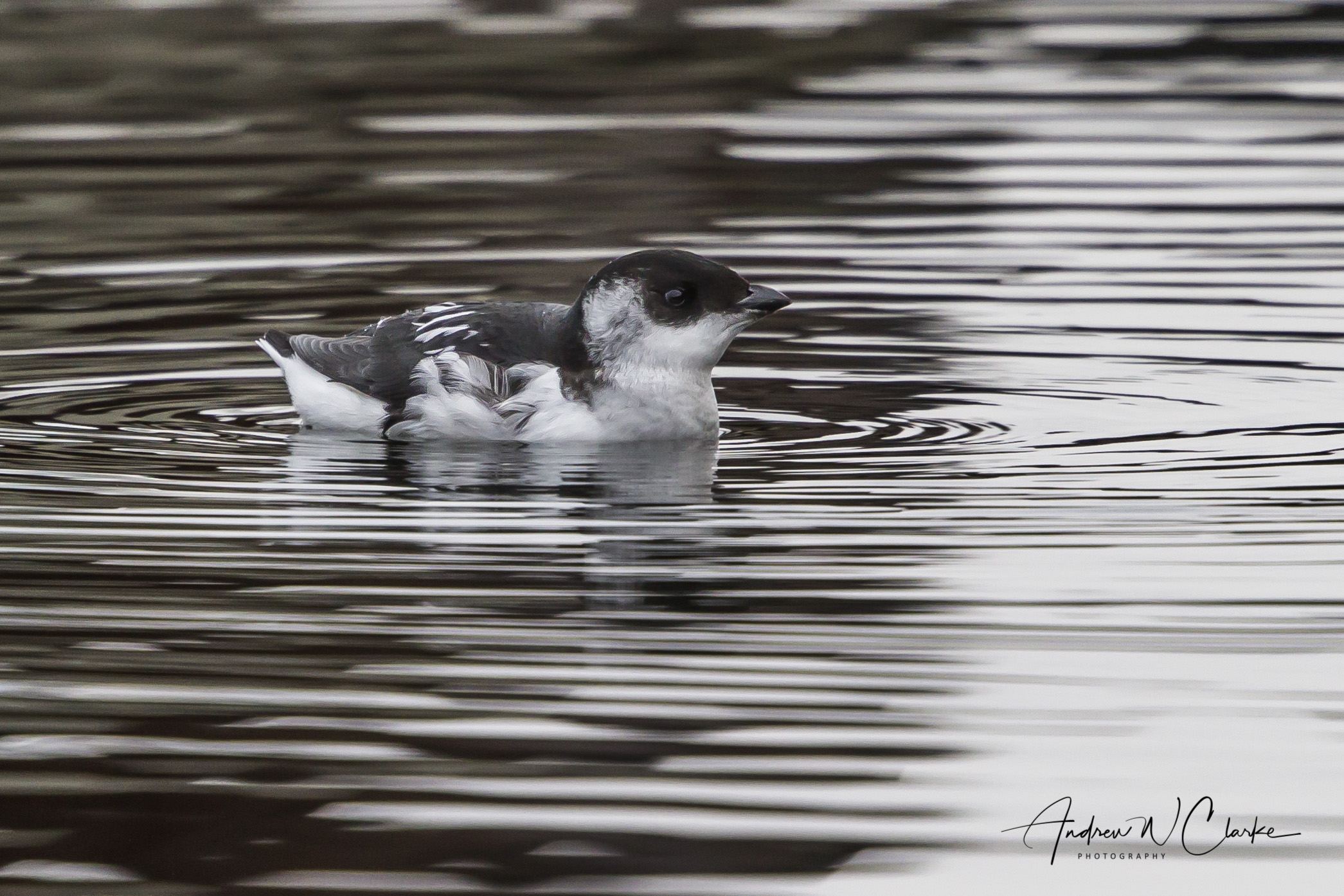 Little Auk / Alkekonge