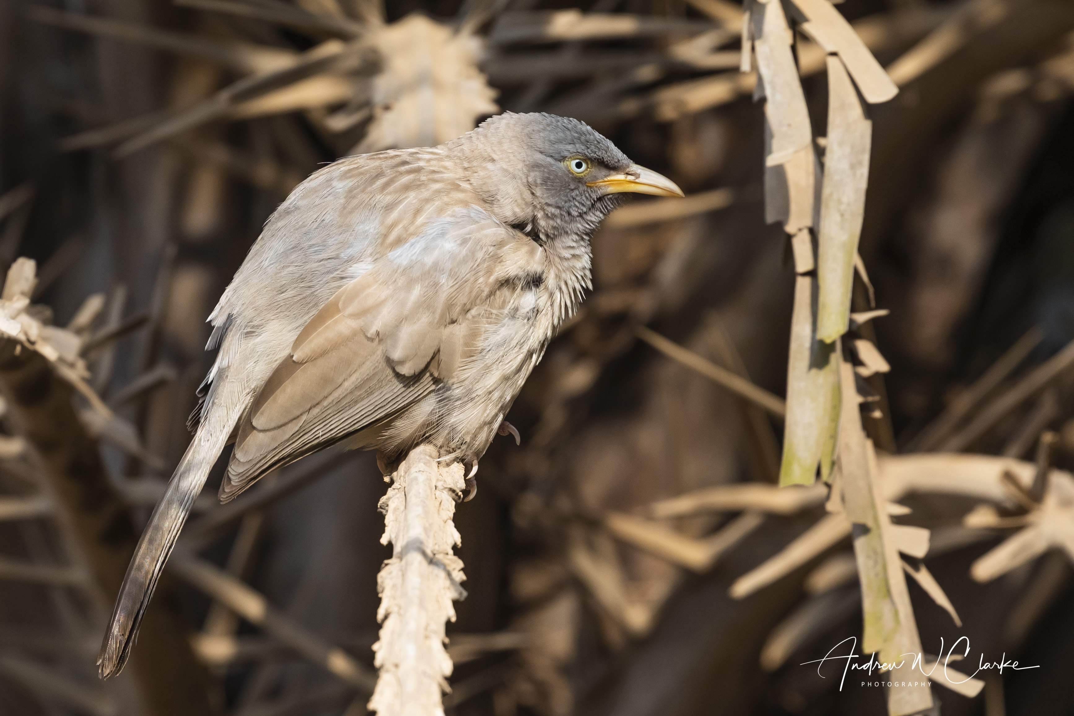 Jungle Babbler