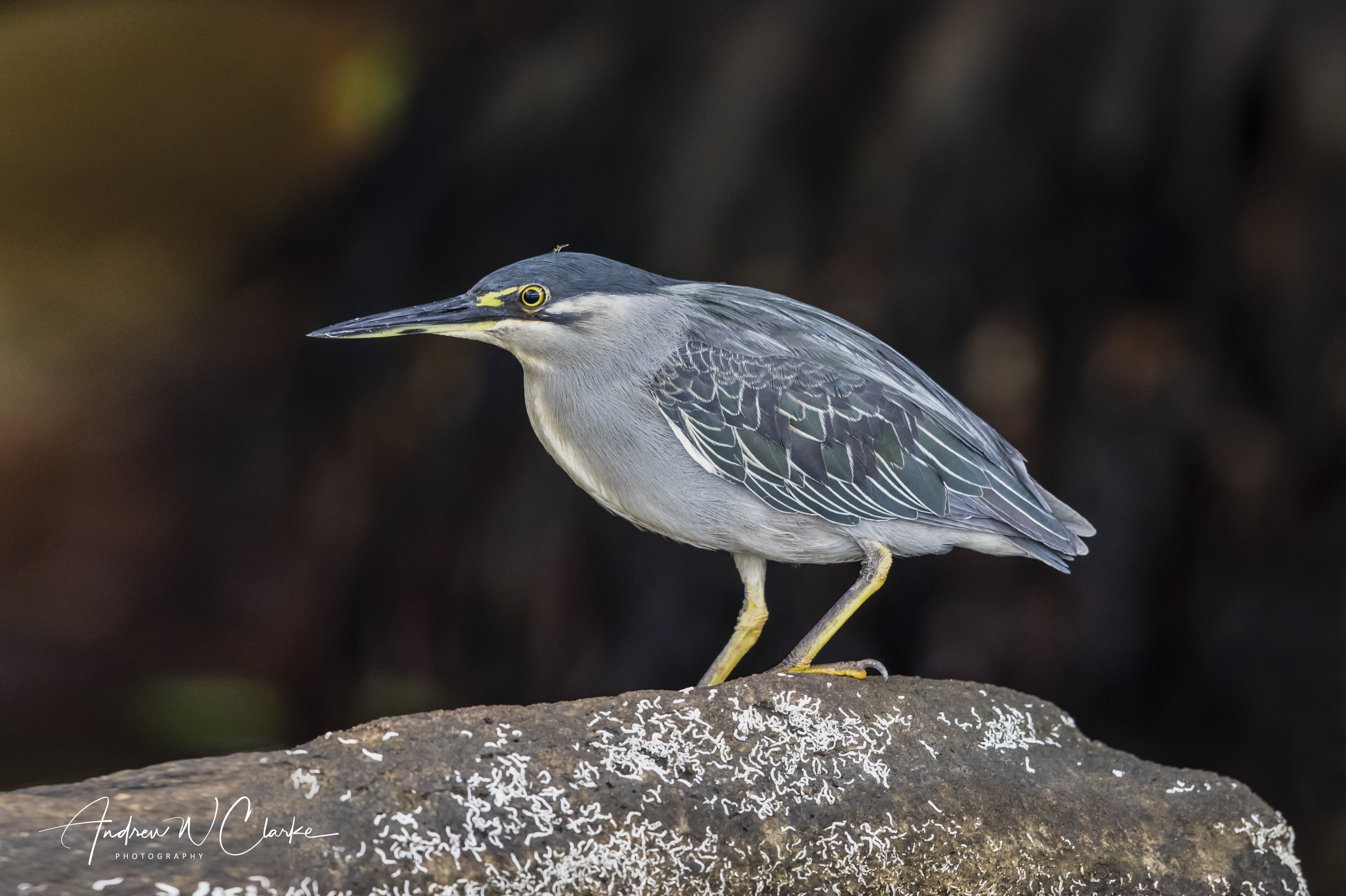 Striated Heron