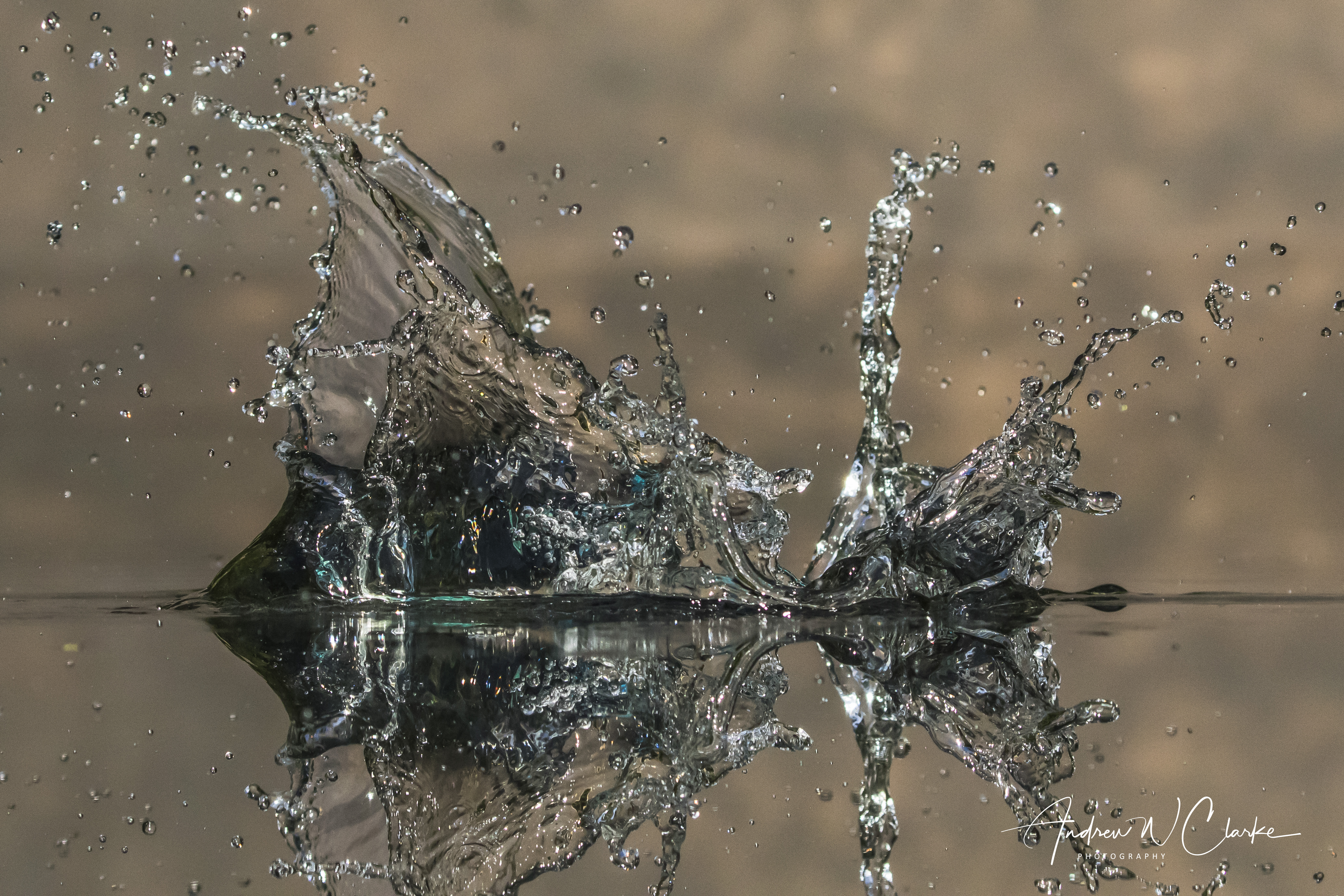 Common Kingfisher splash