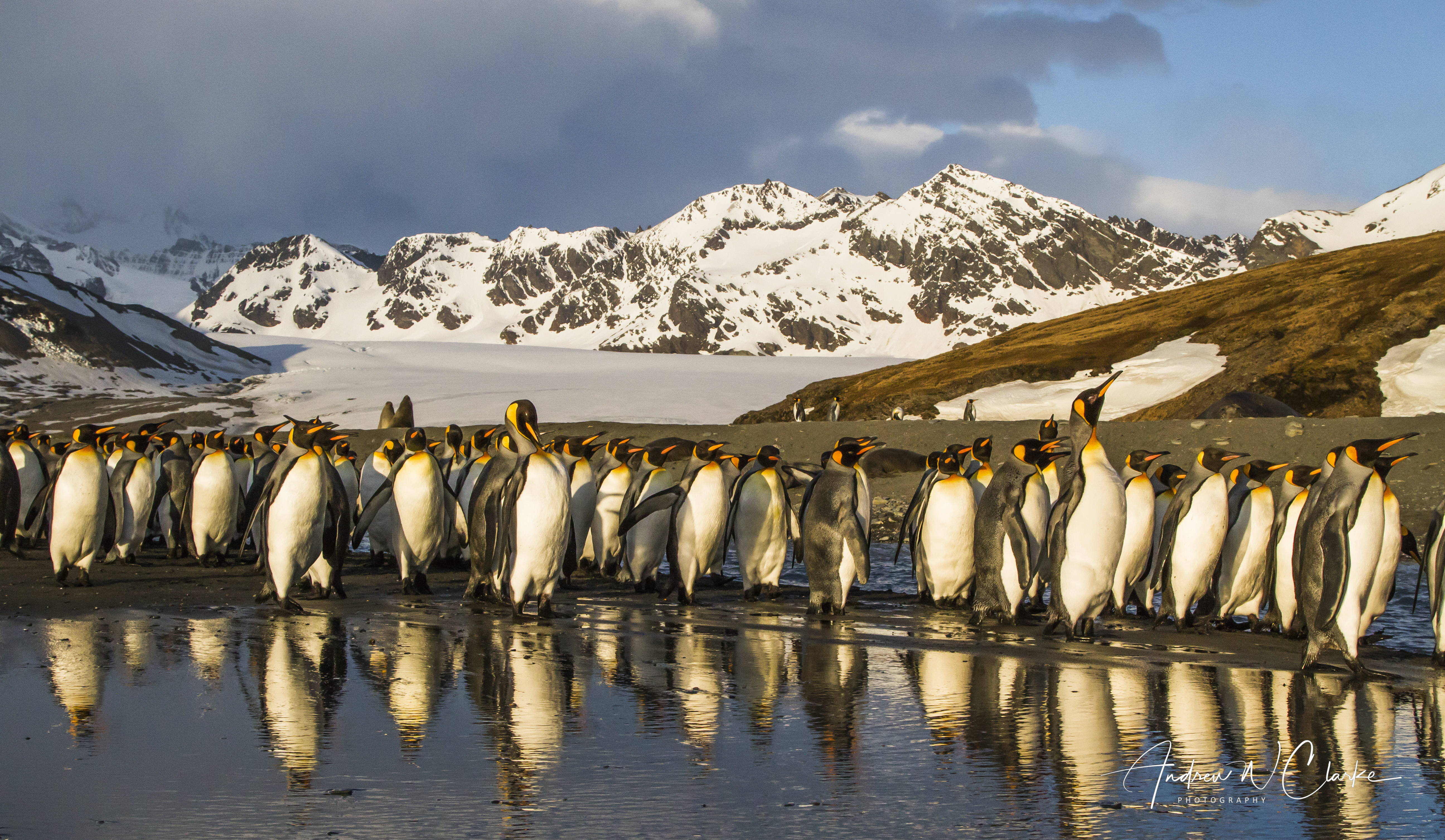 King Penguin