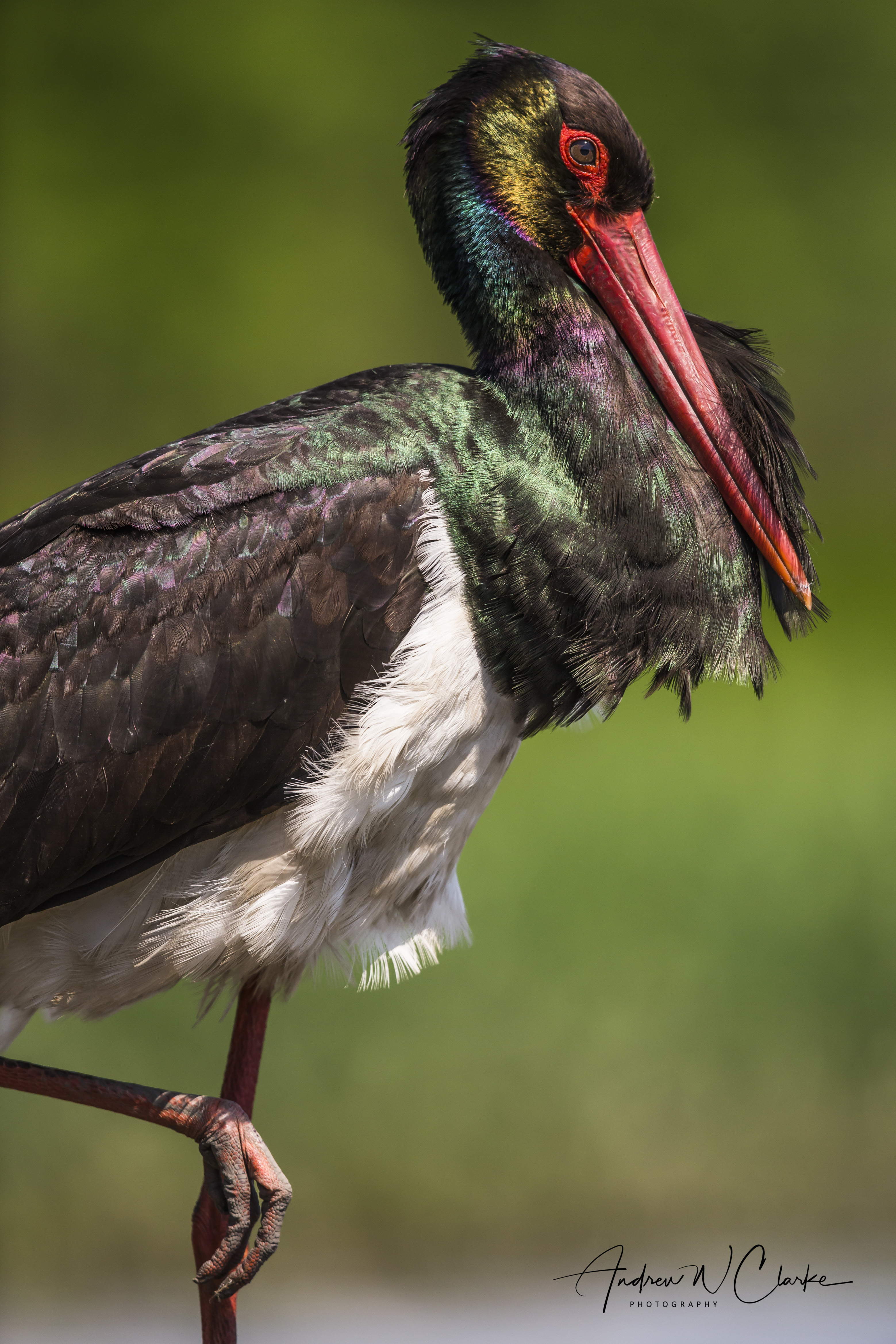Black Stork