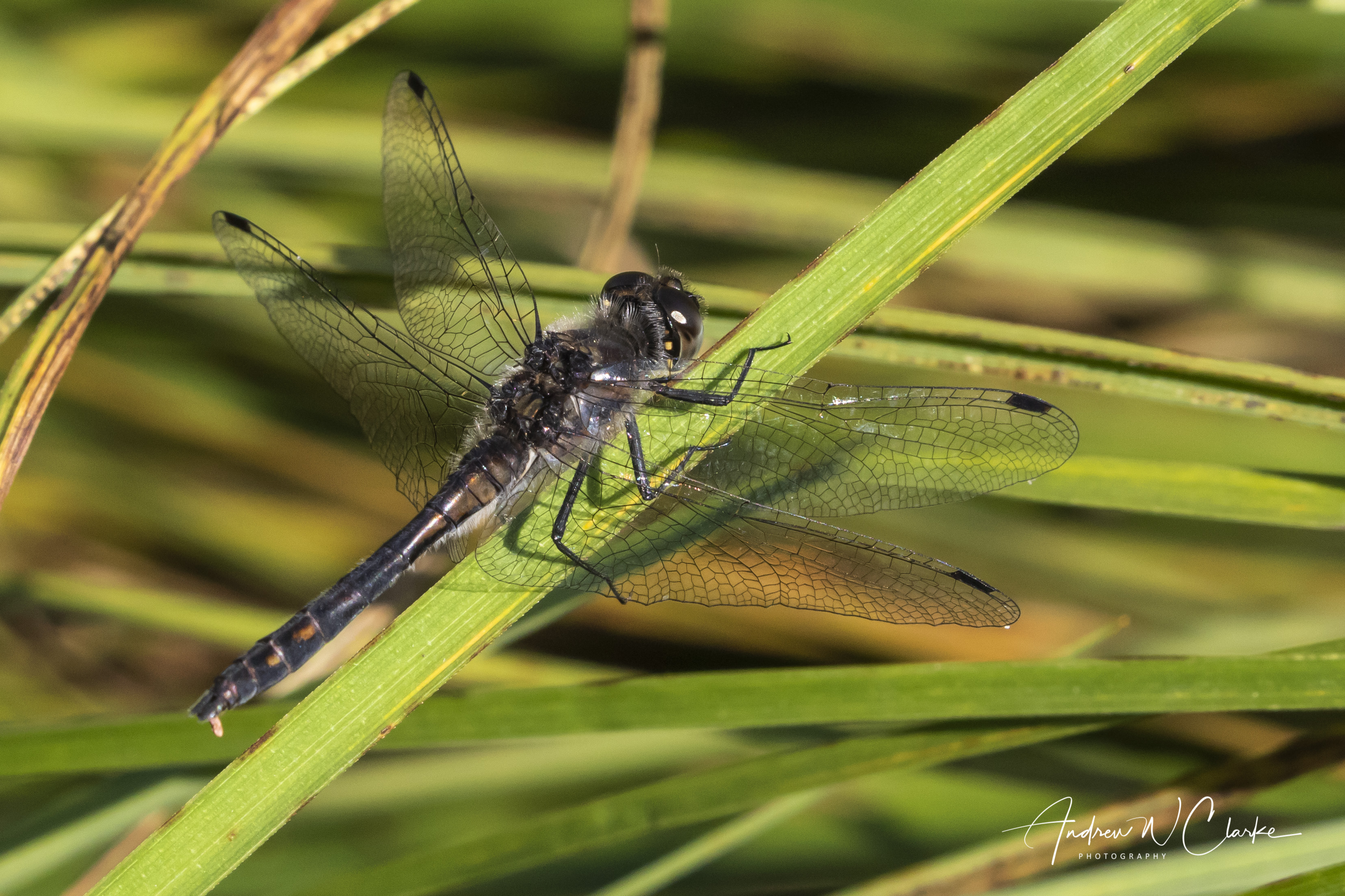 Black Darter