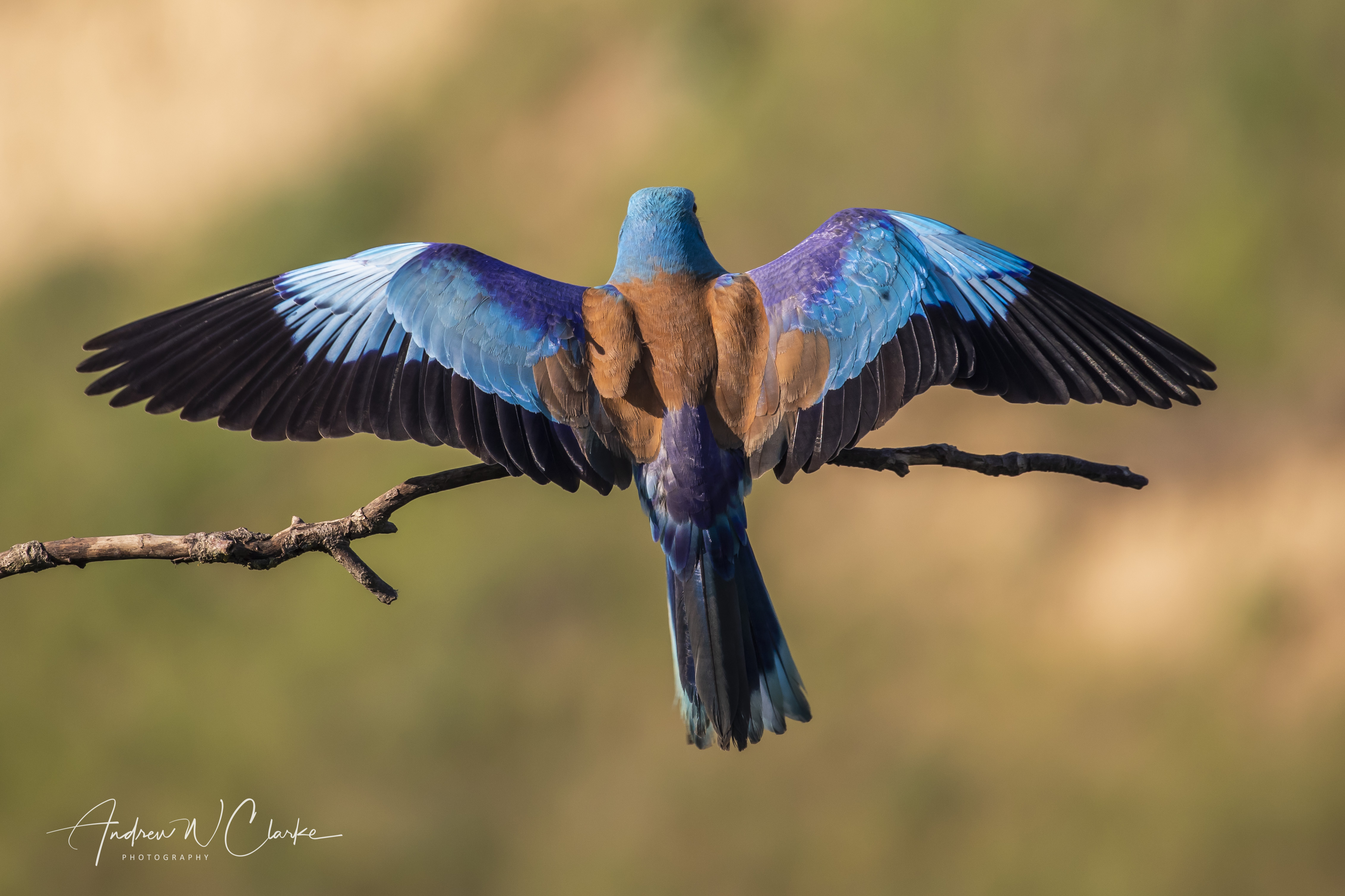 European Roller
