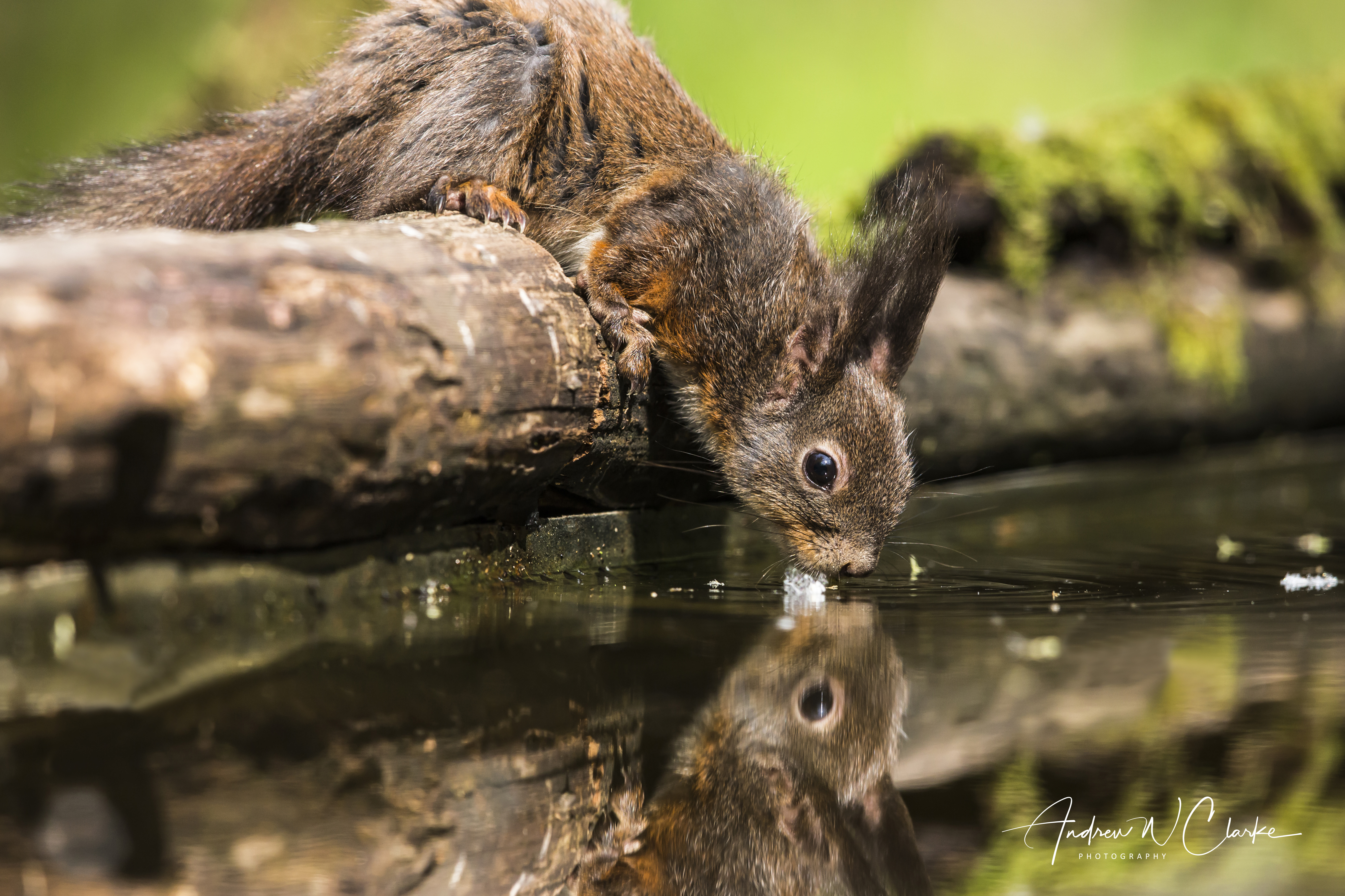 Eurasian Red Squirrel