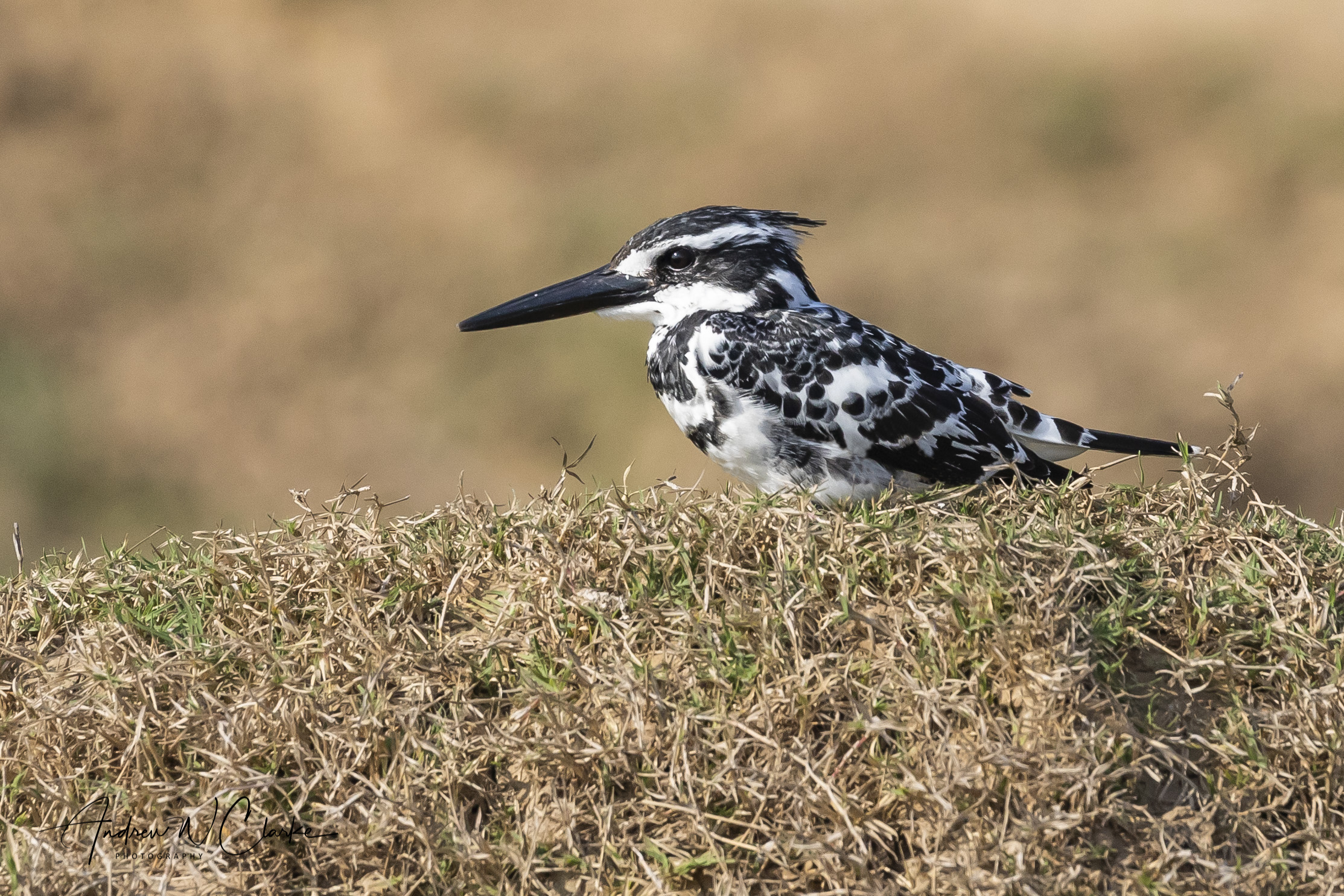 Pied Kingfisher