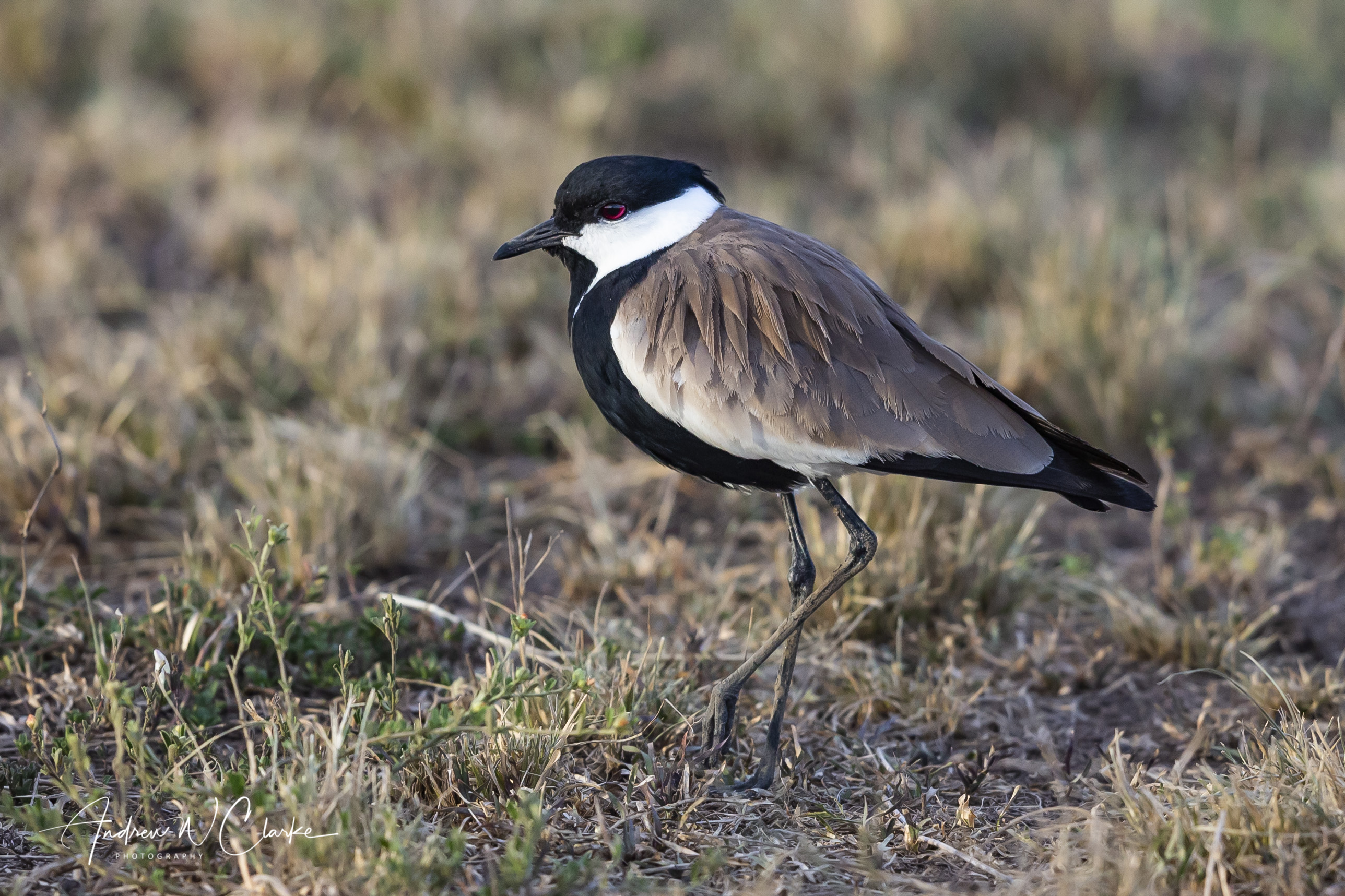 Spur-winged Lapwing