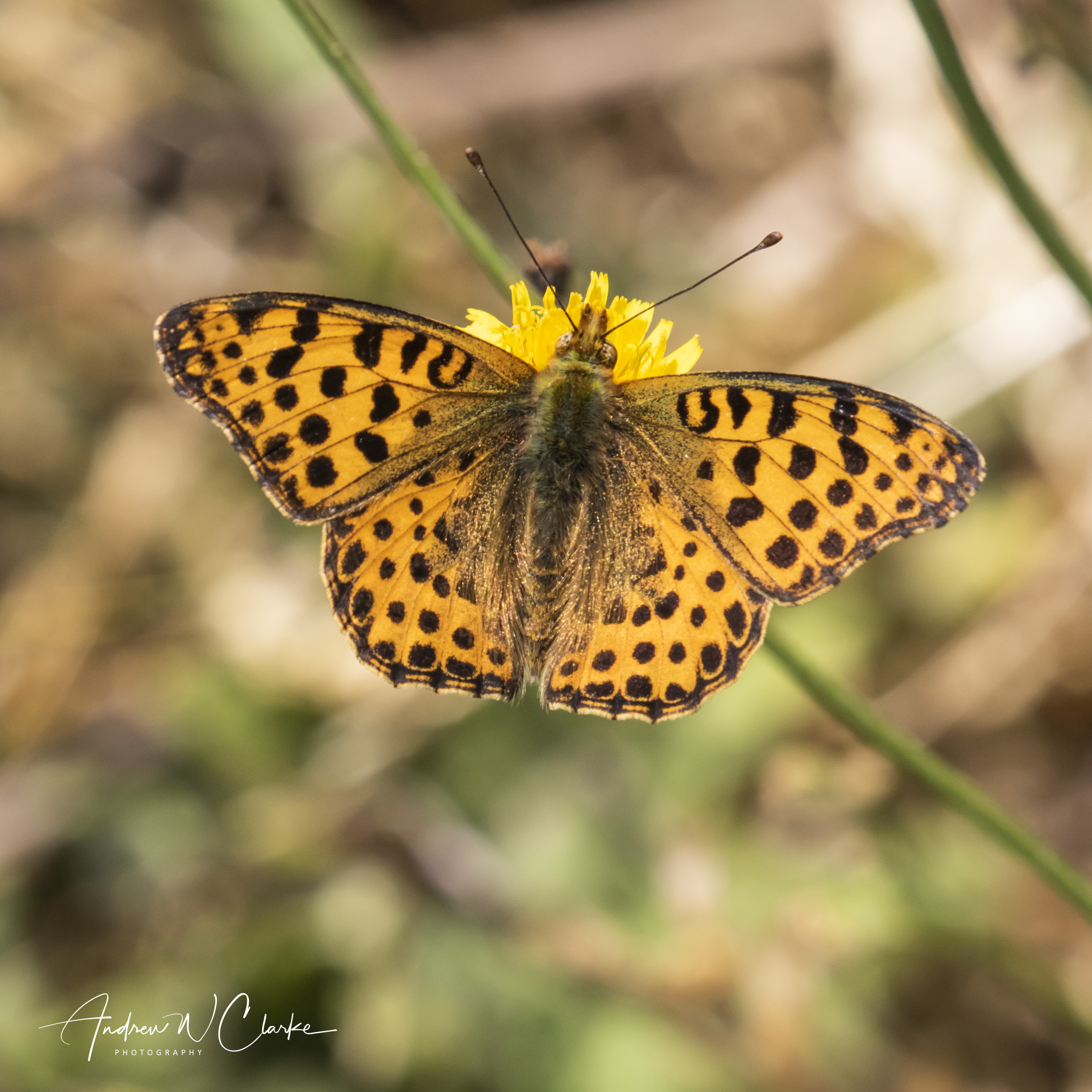 Queen of Spain Fritillary