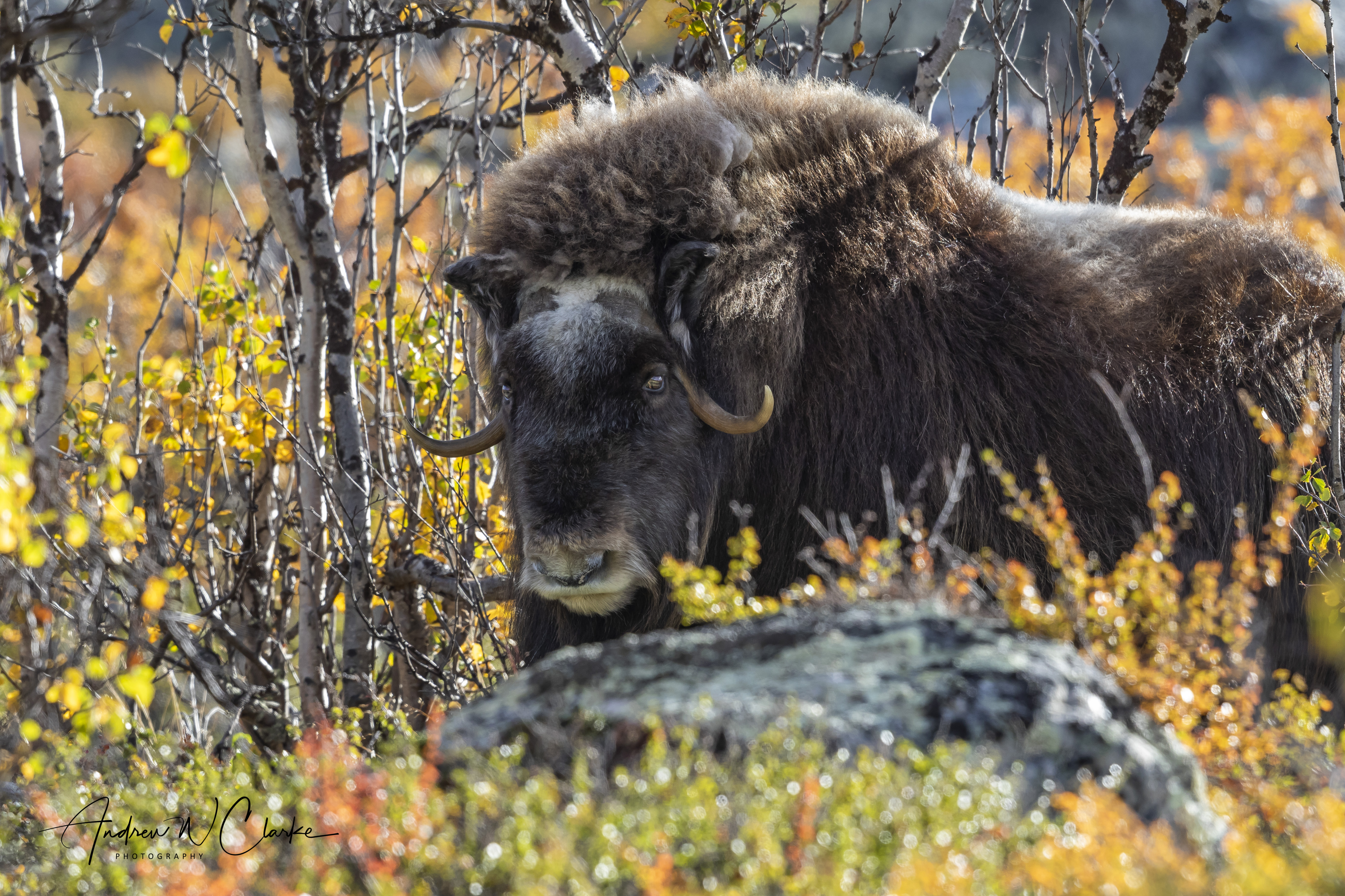 Muskox
