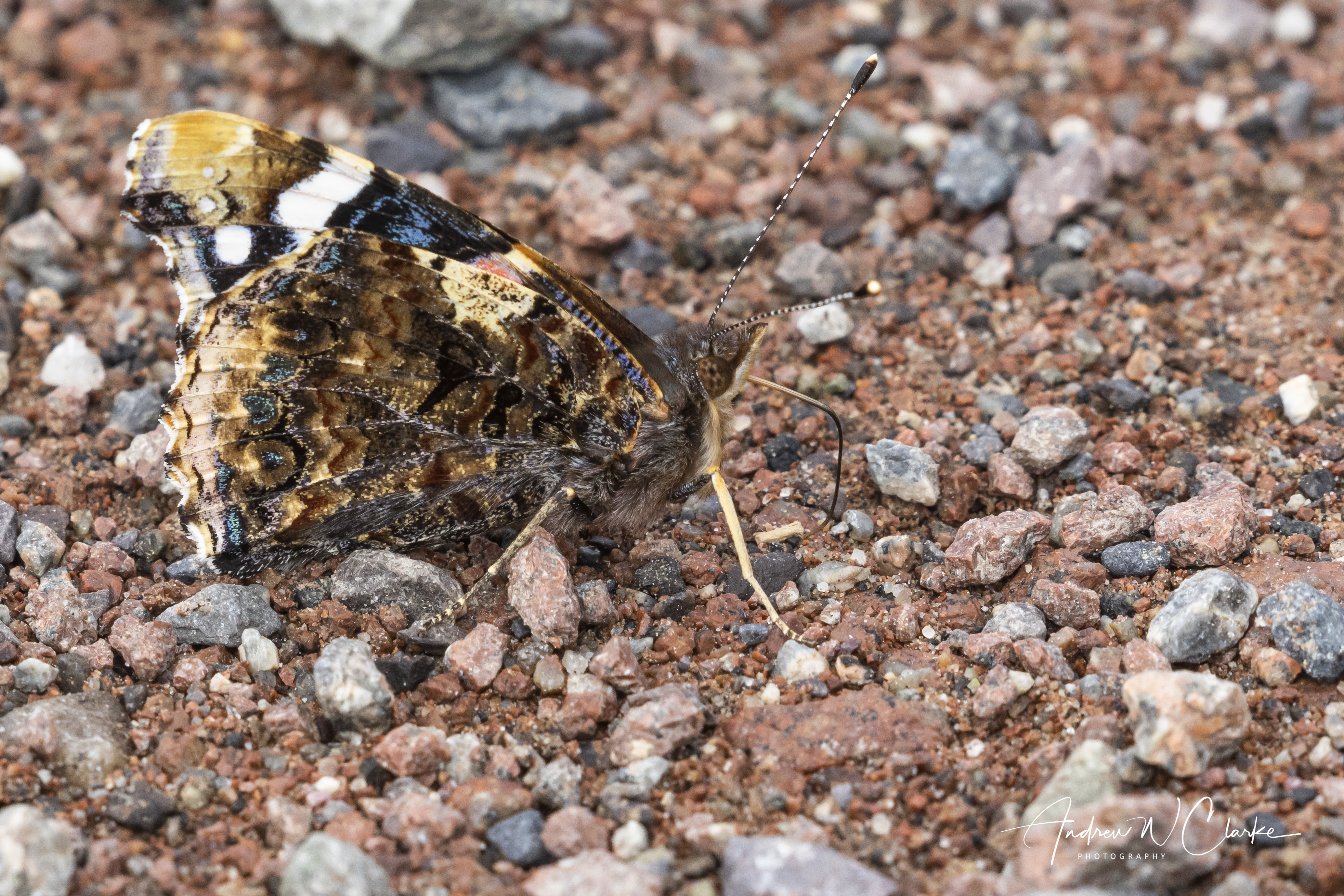 Red Admiral