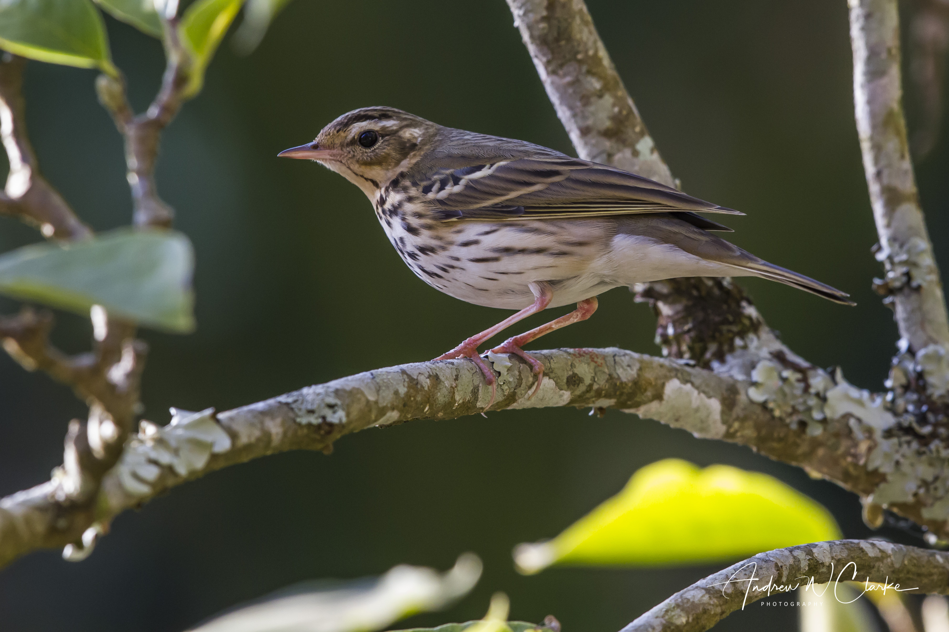 Olive-backed Pipit
