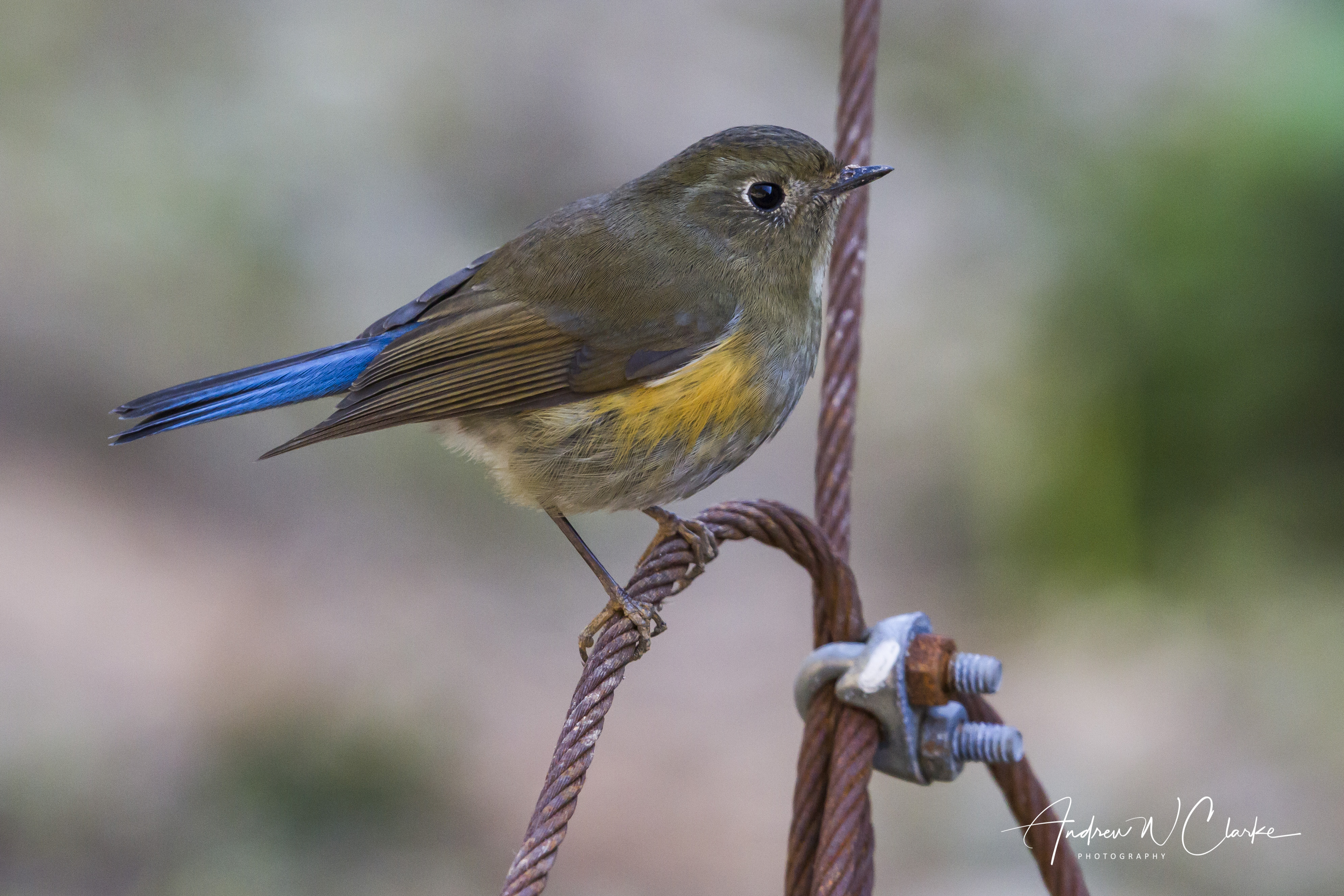 Himalayan Bluetail
