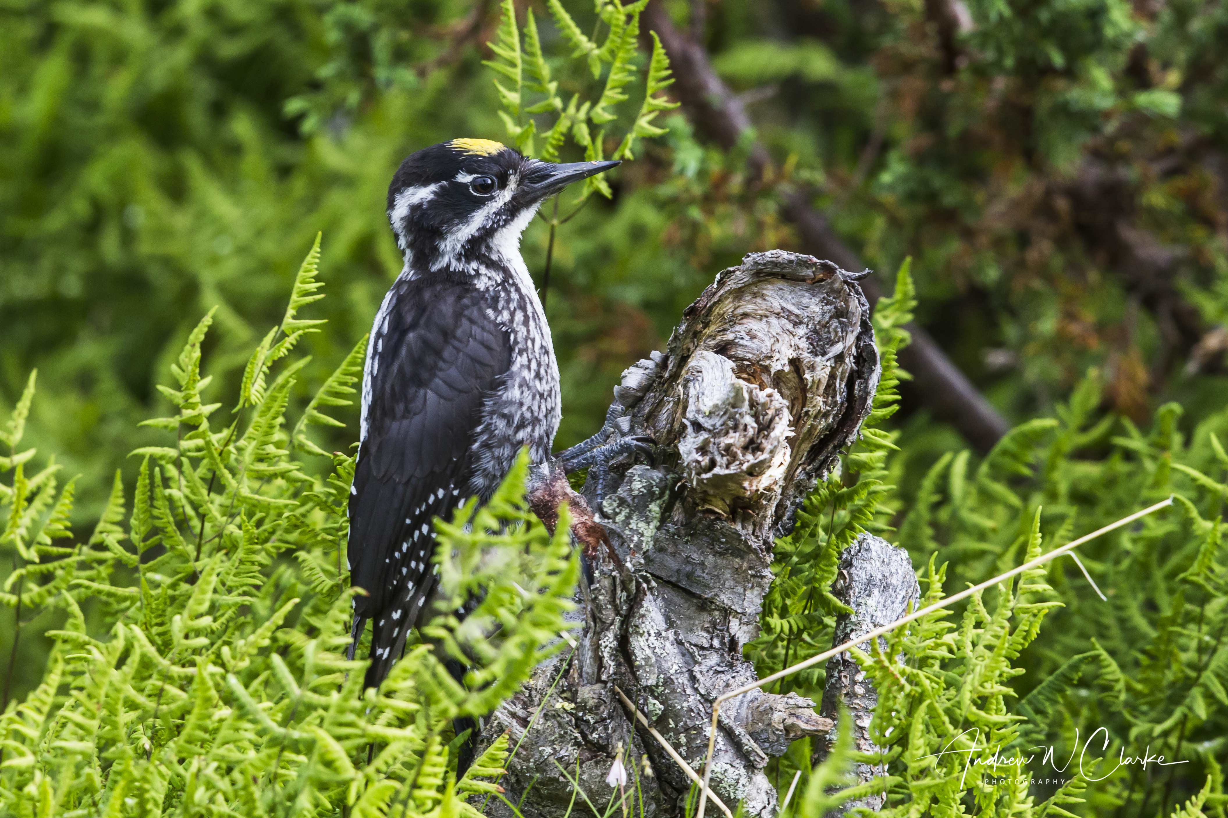 Eurasian Three-toed Woodpecker