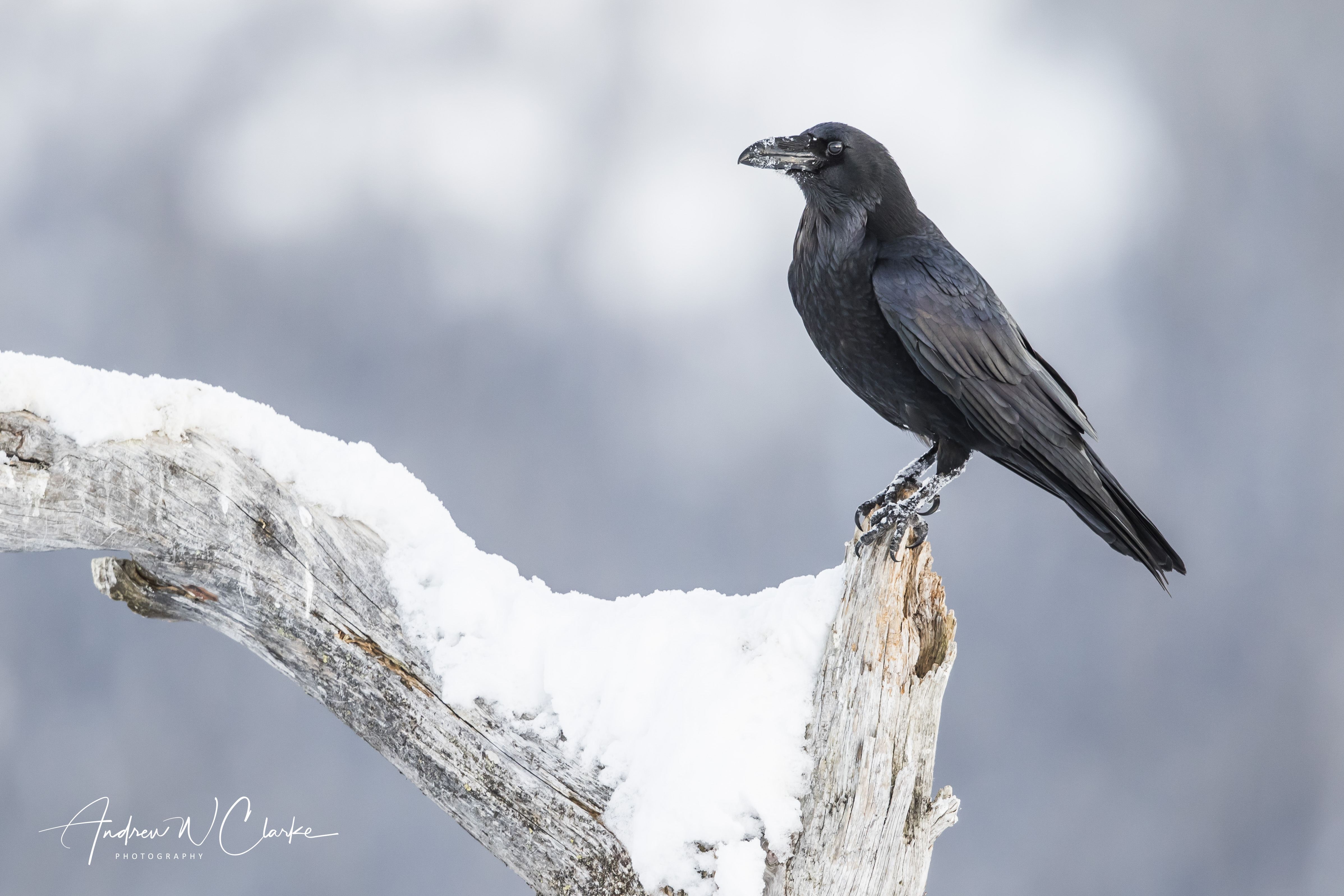 Common Raven / Ravn