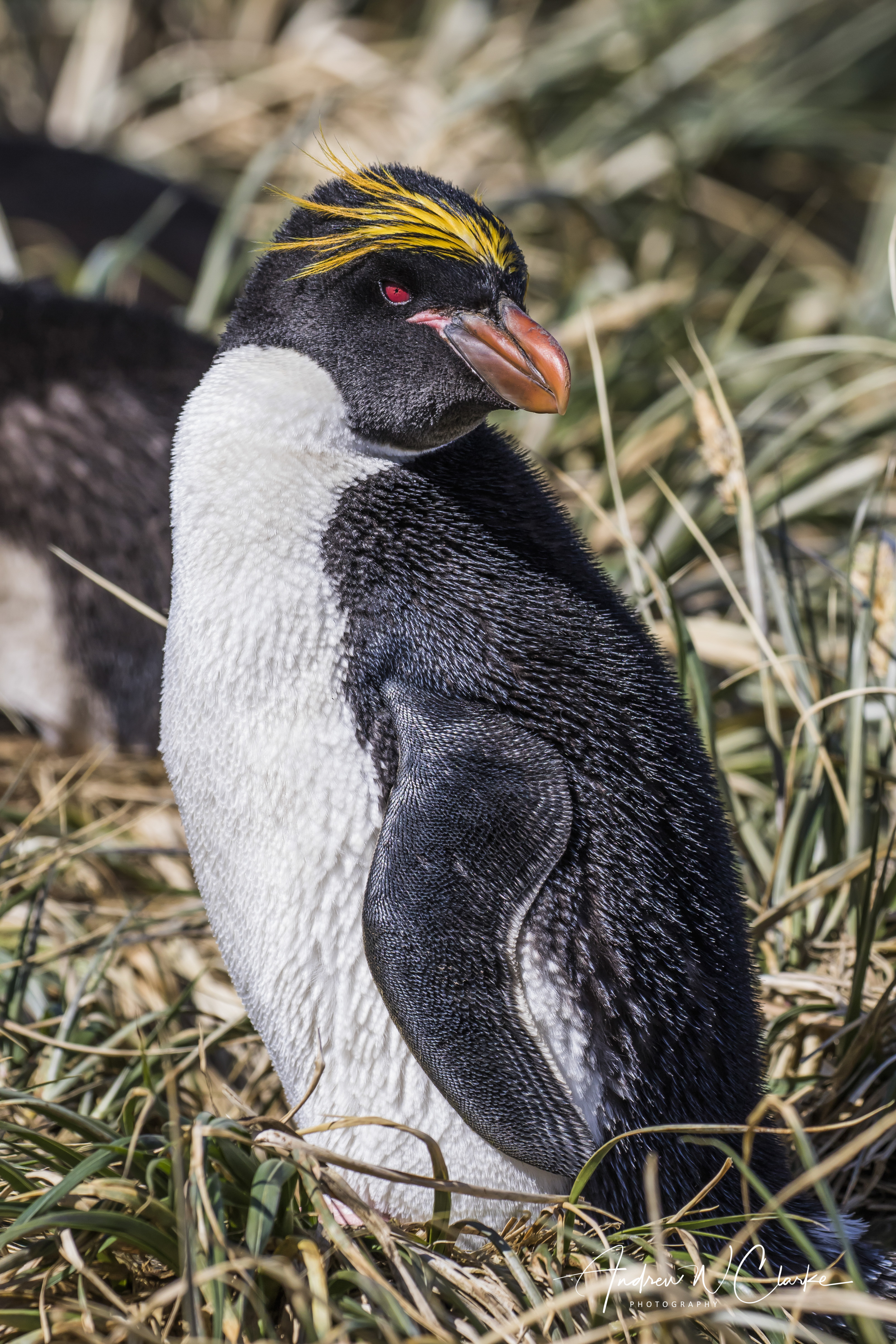Macaroni Penguin