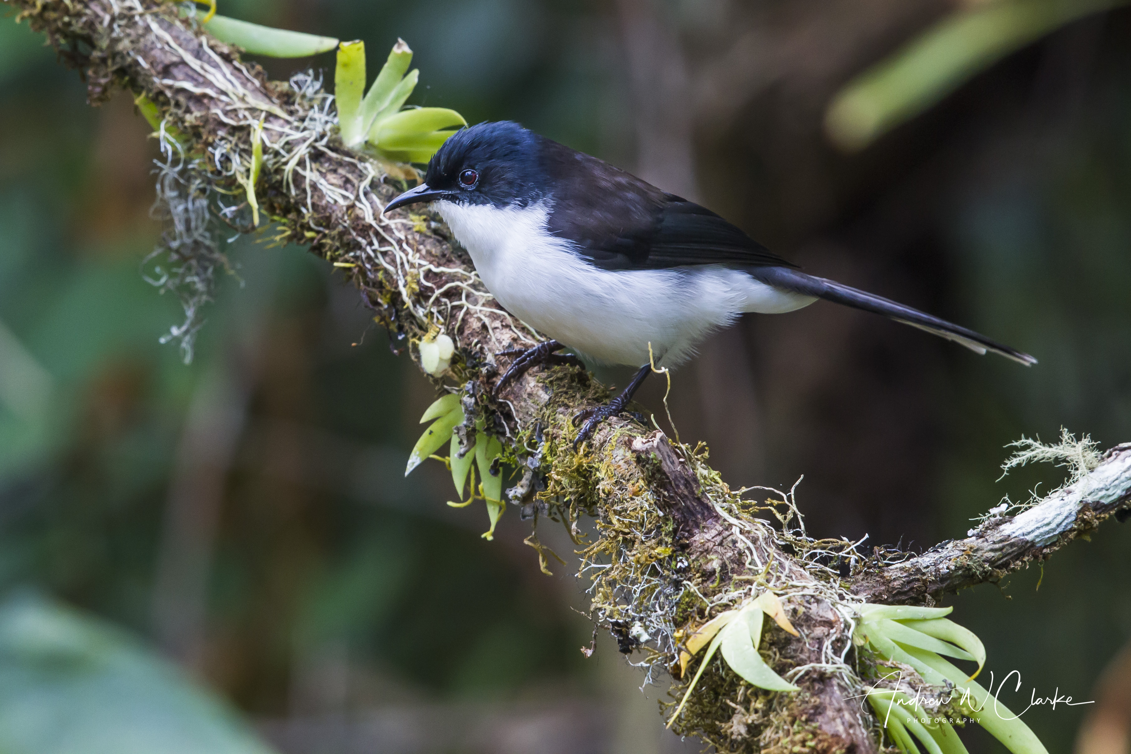 Black-backed Sibia