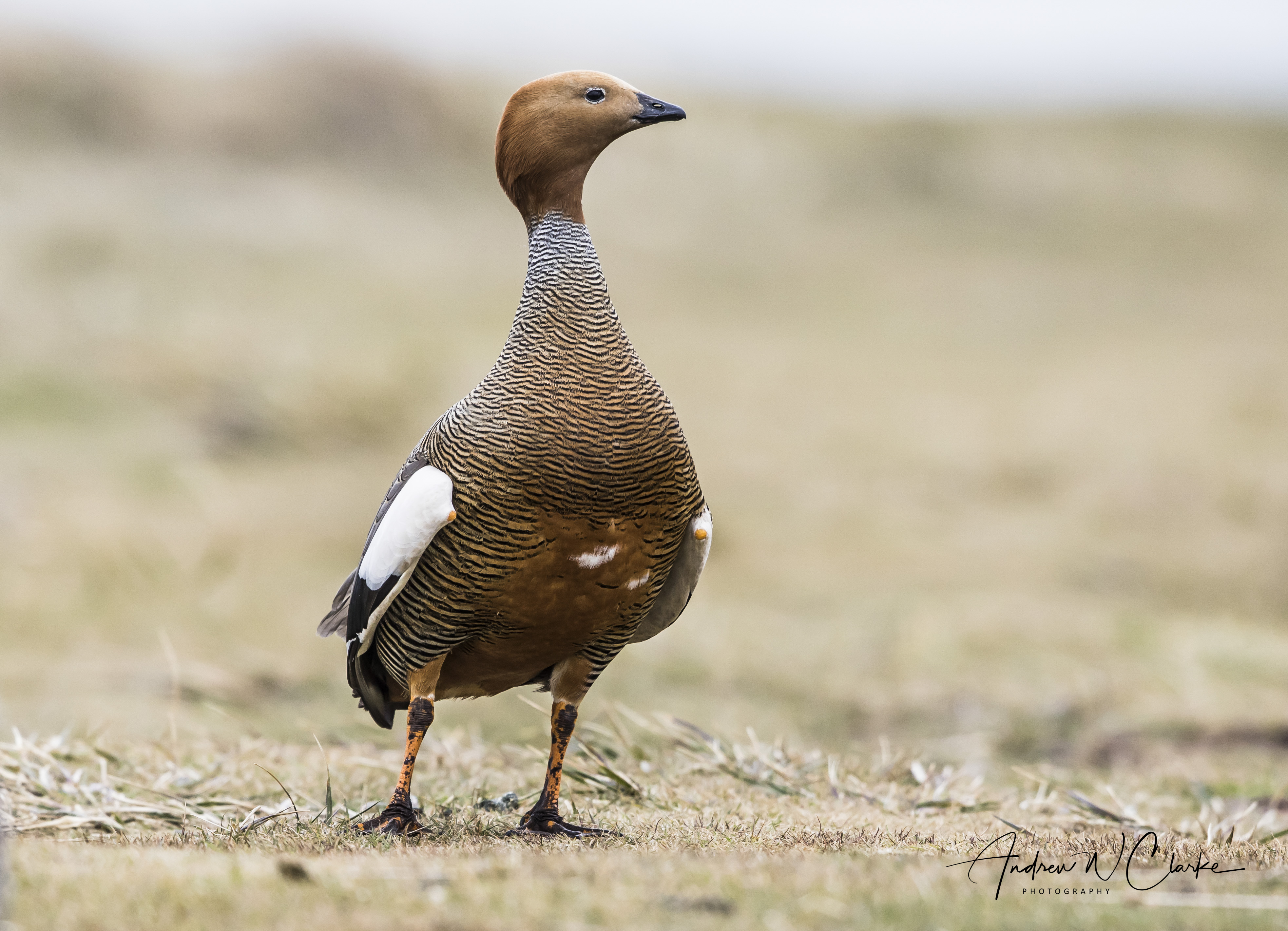 Ruddy-headed Goose