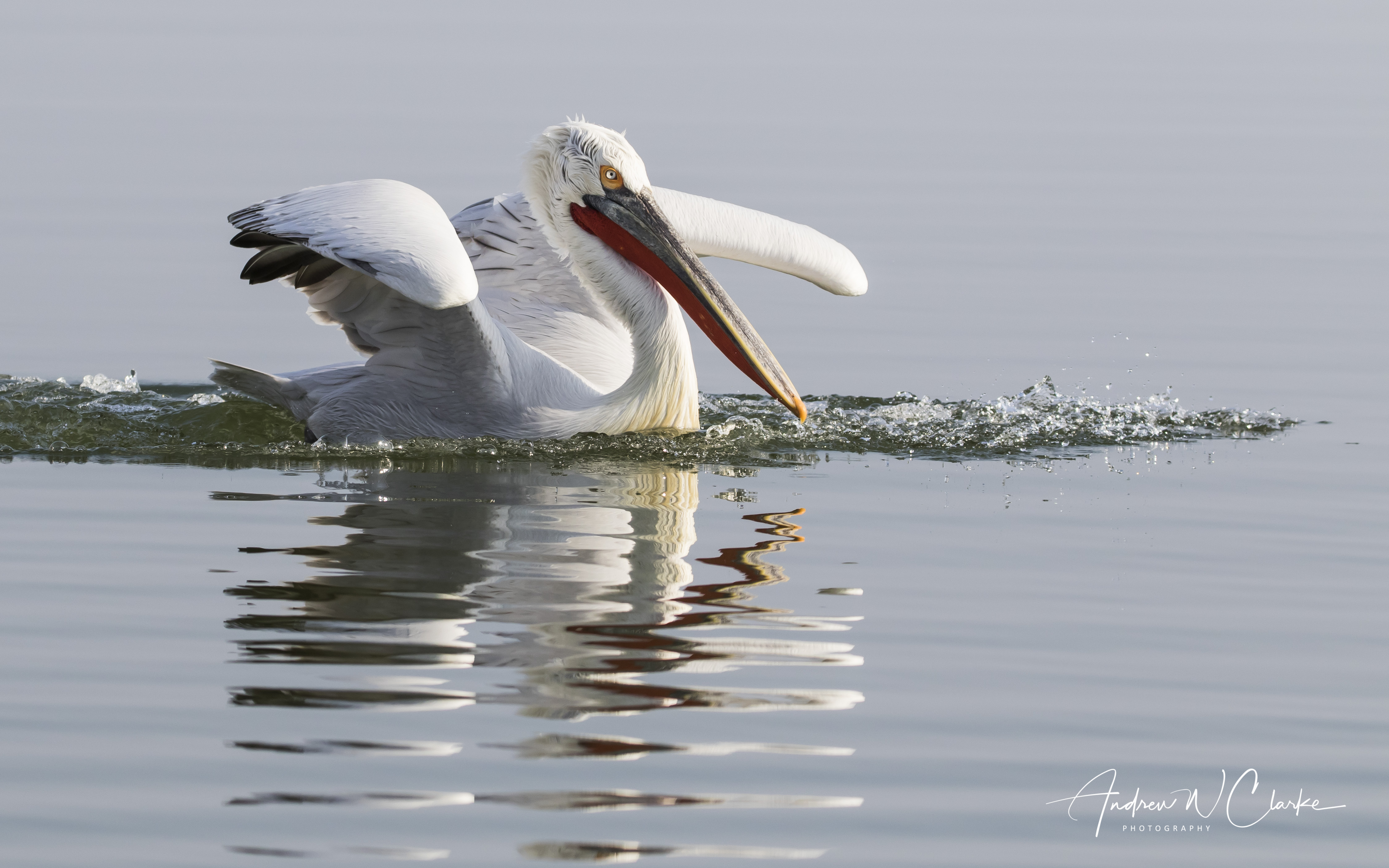 Dalmatian Pelican