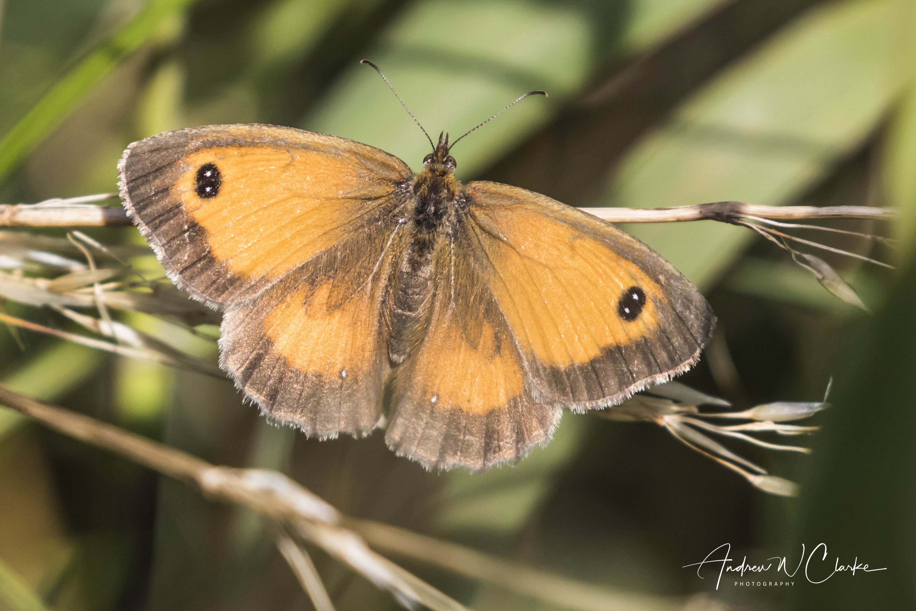 Gatekeeper
