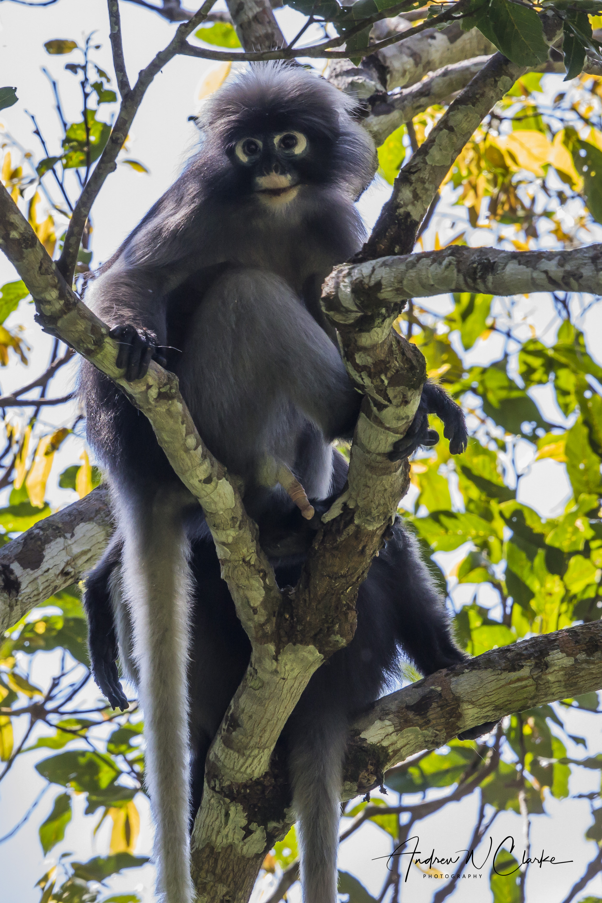 Dusky Leaf-monkey