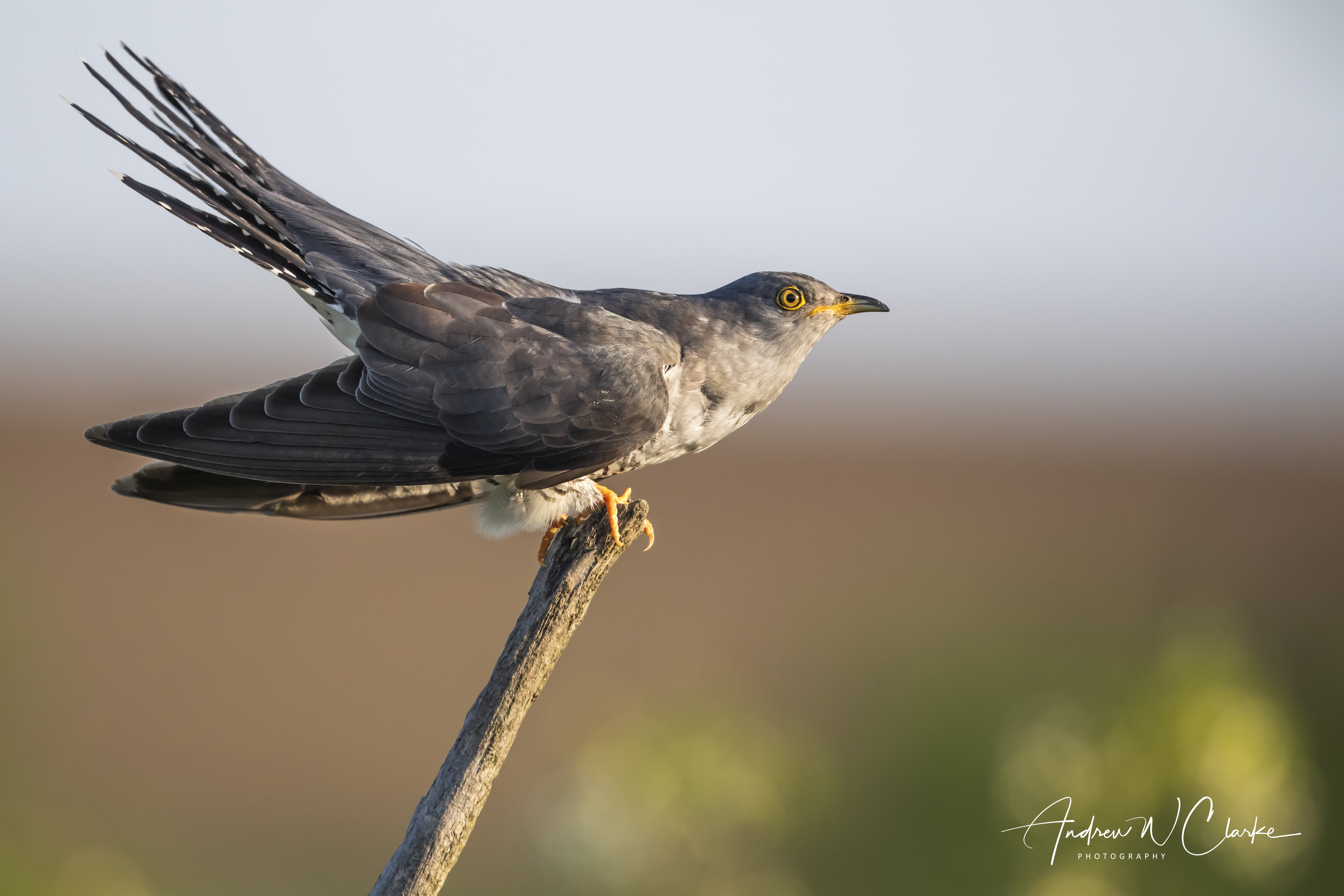 Common Cuckoo