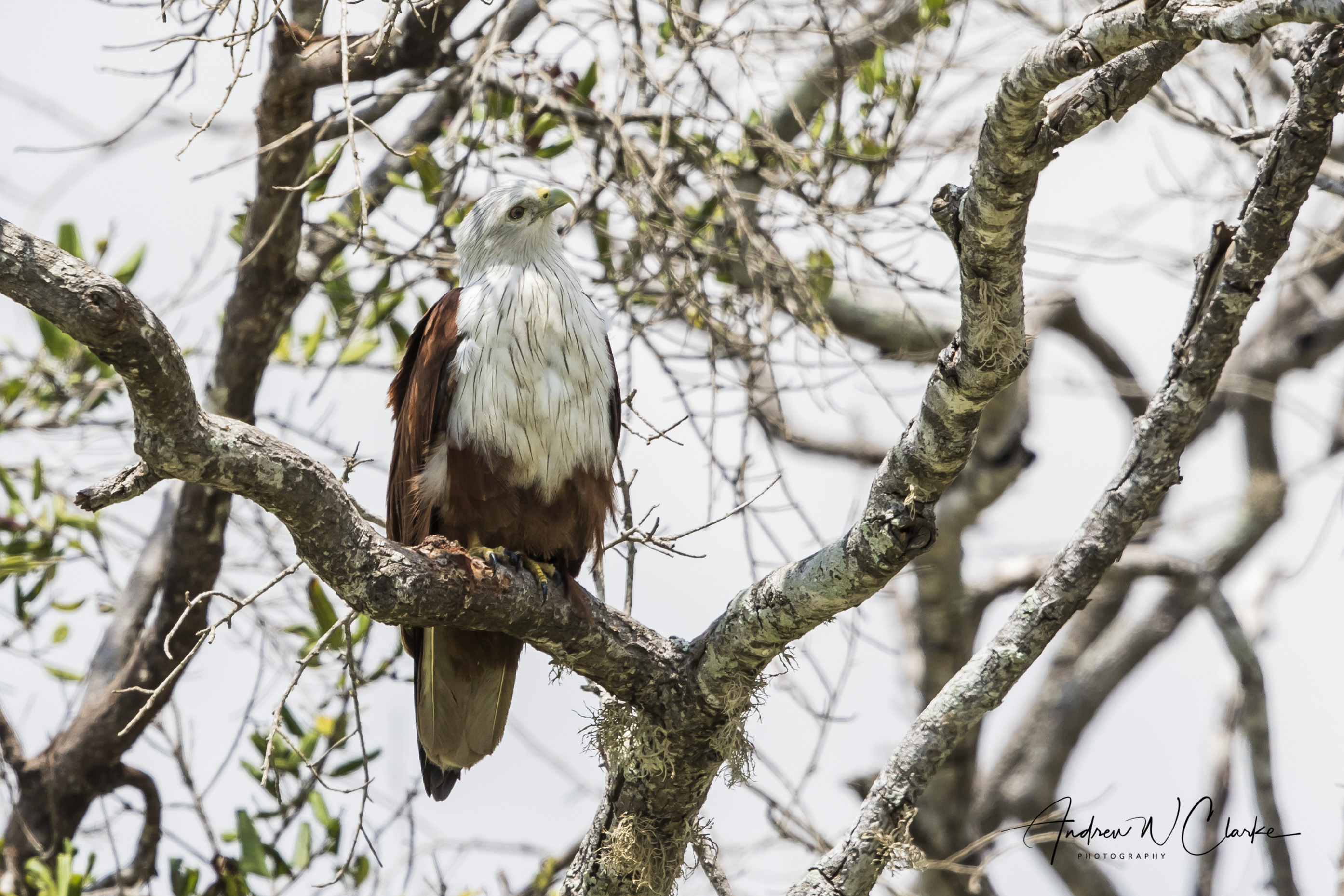 Brahminy Kite