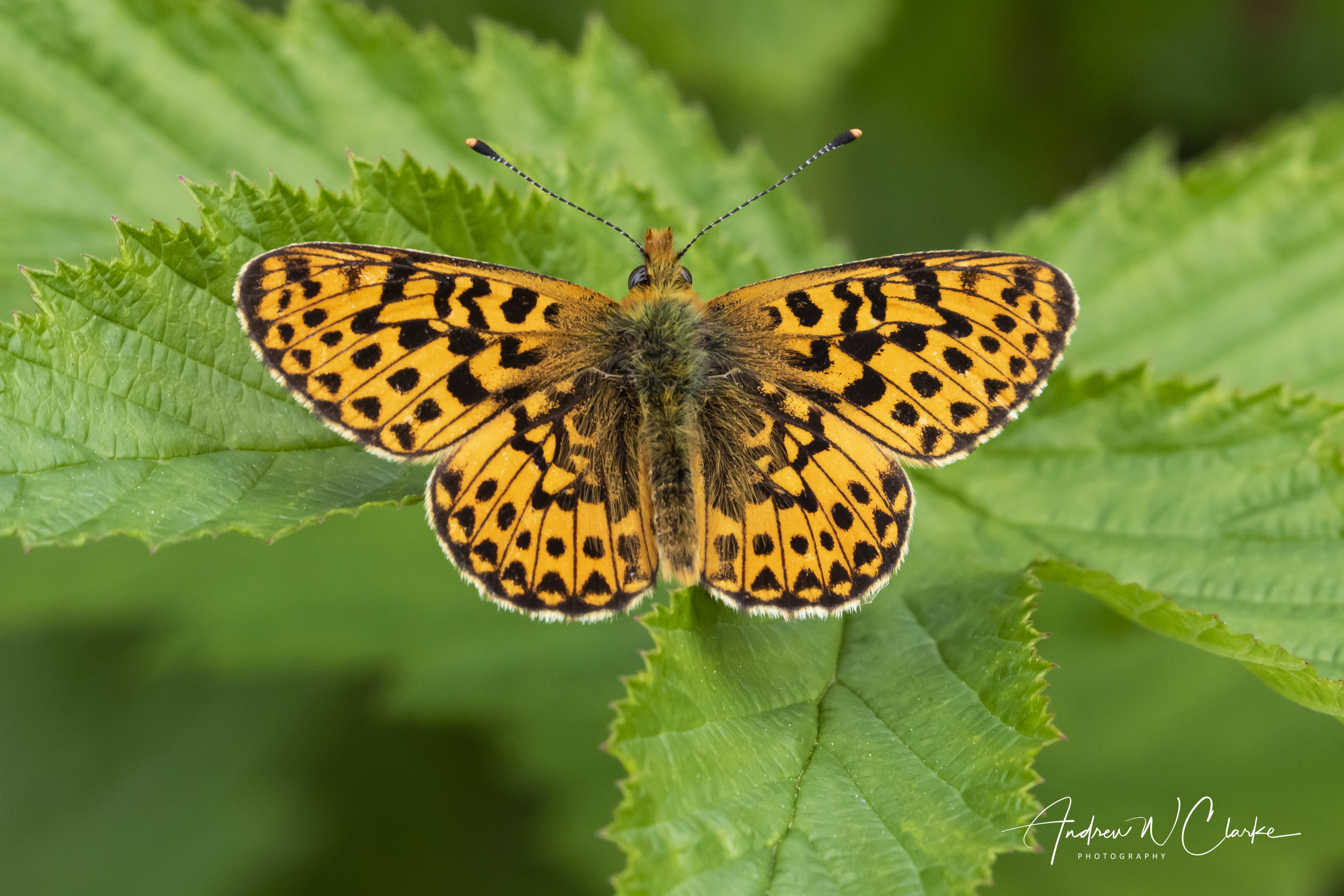 Pearl-bordered Fritillary