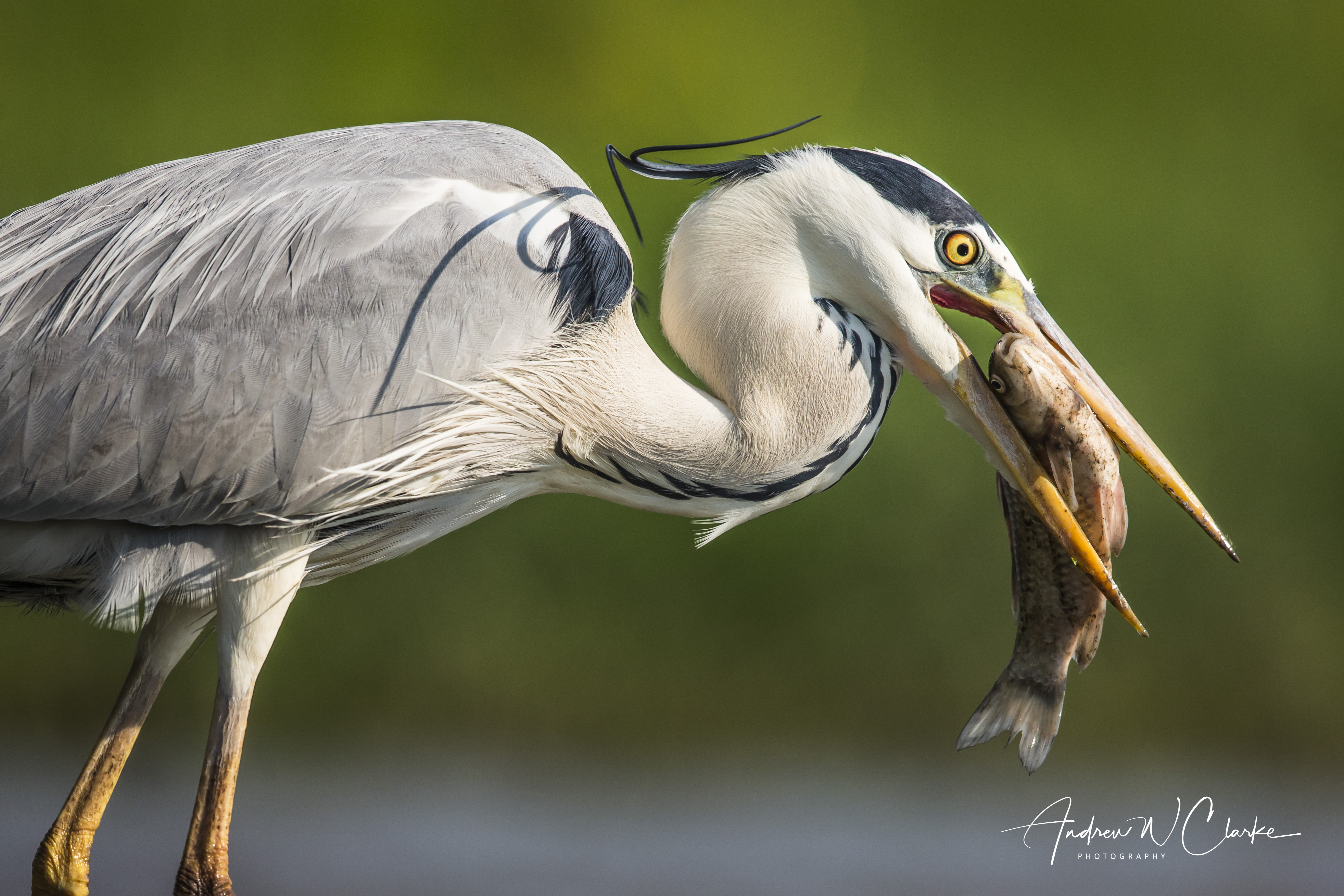 Grey Heron