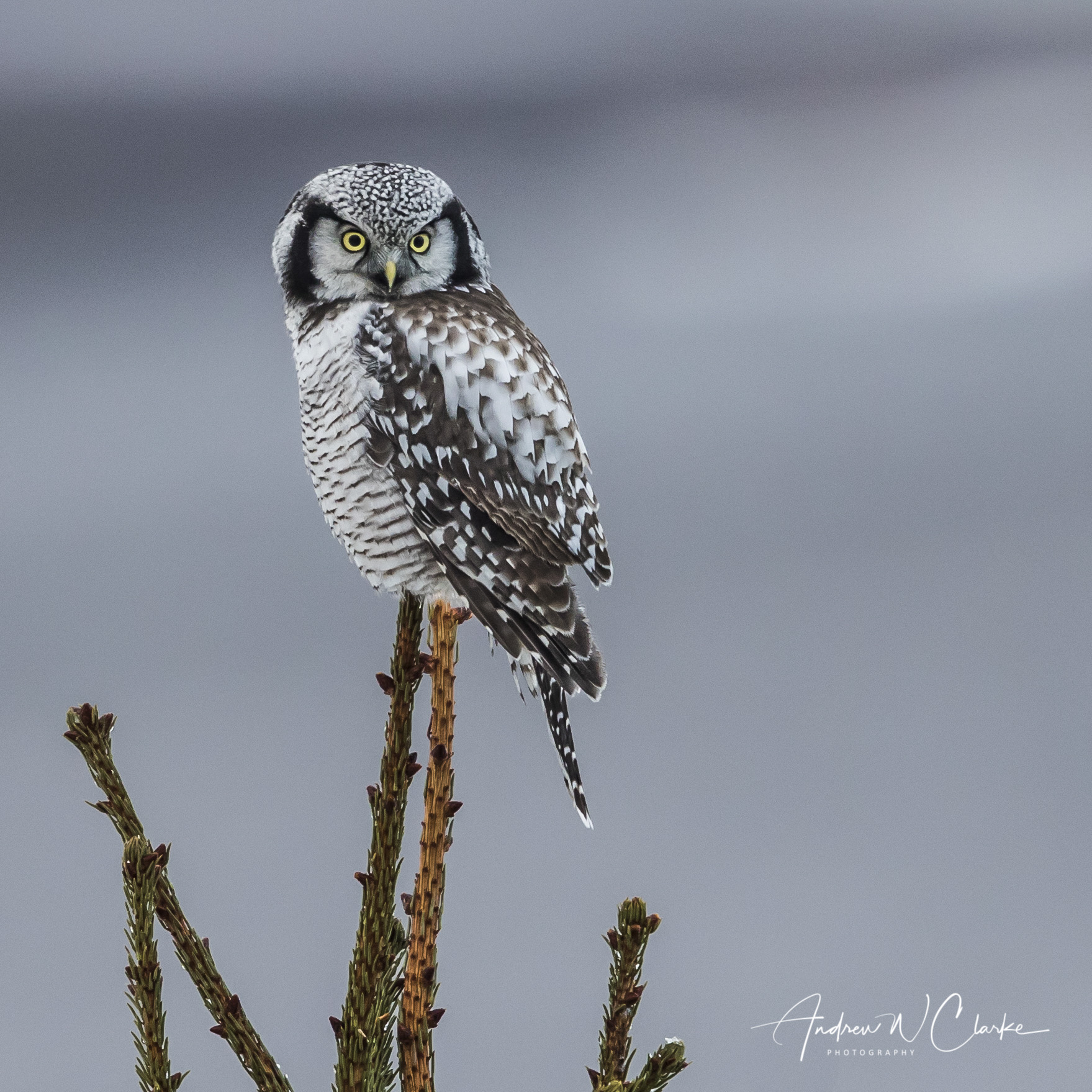 Northern Hawk Owl / Haukugle