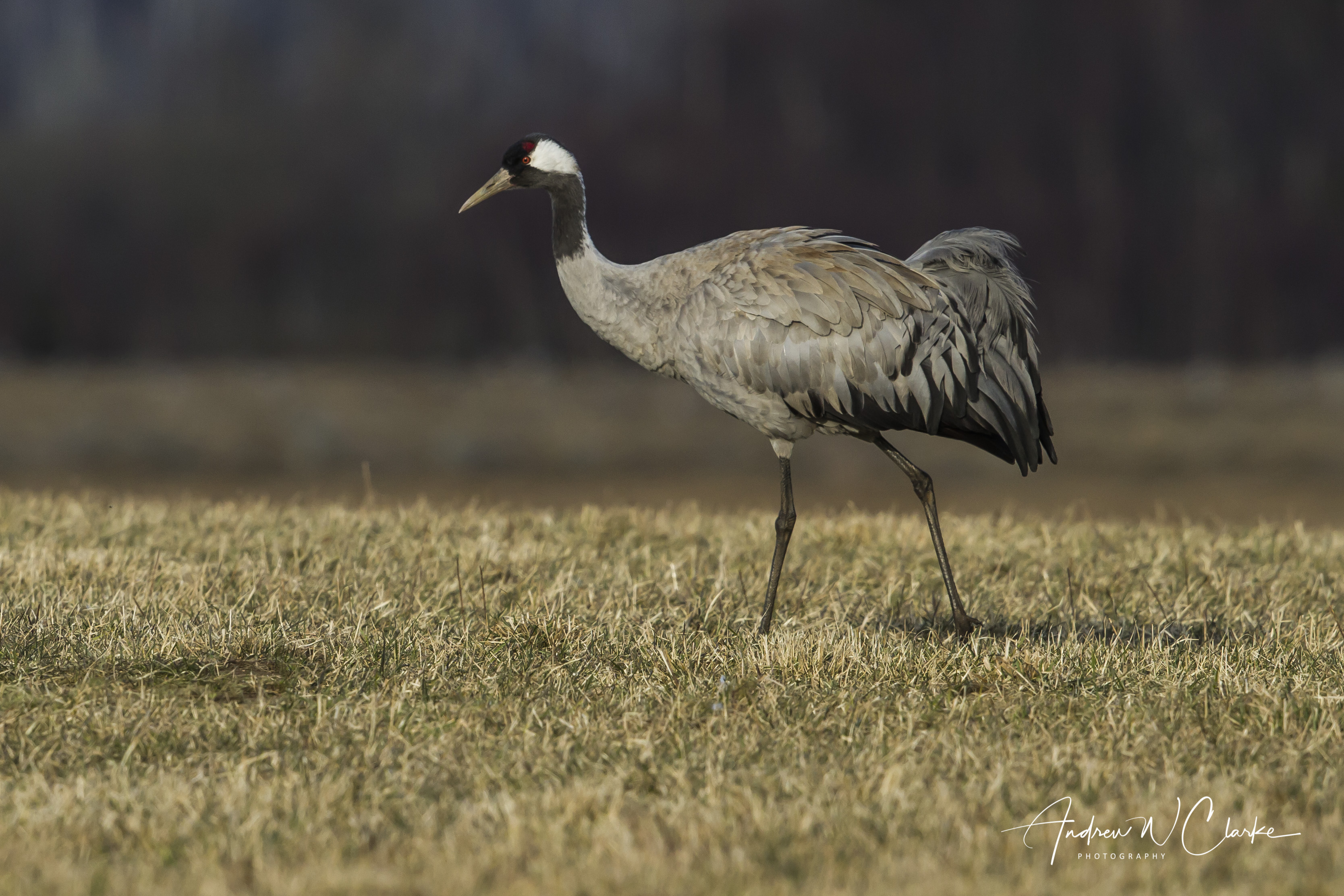 Common Crane / Trane