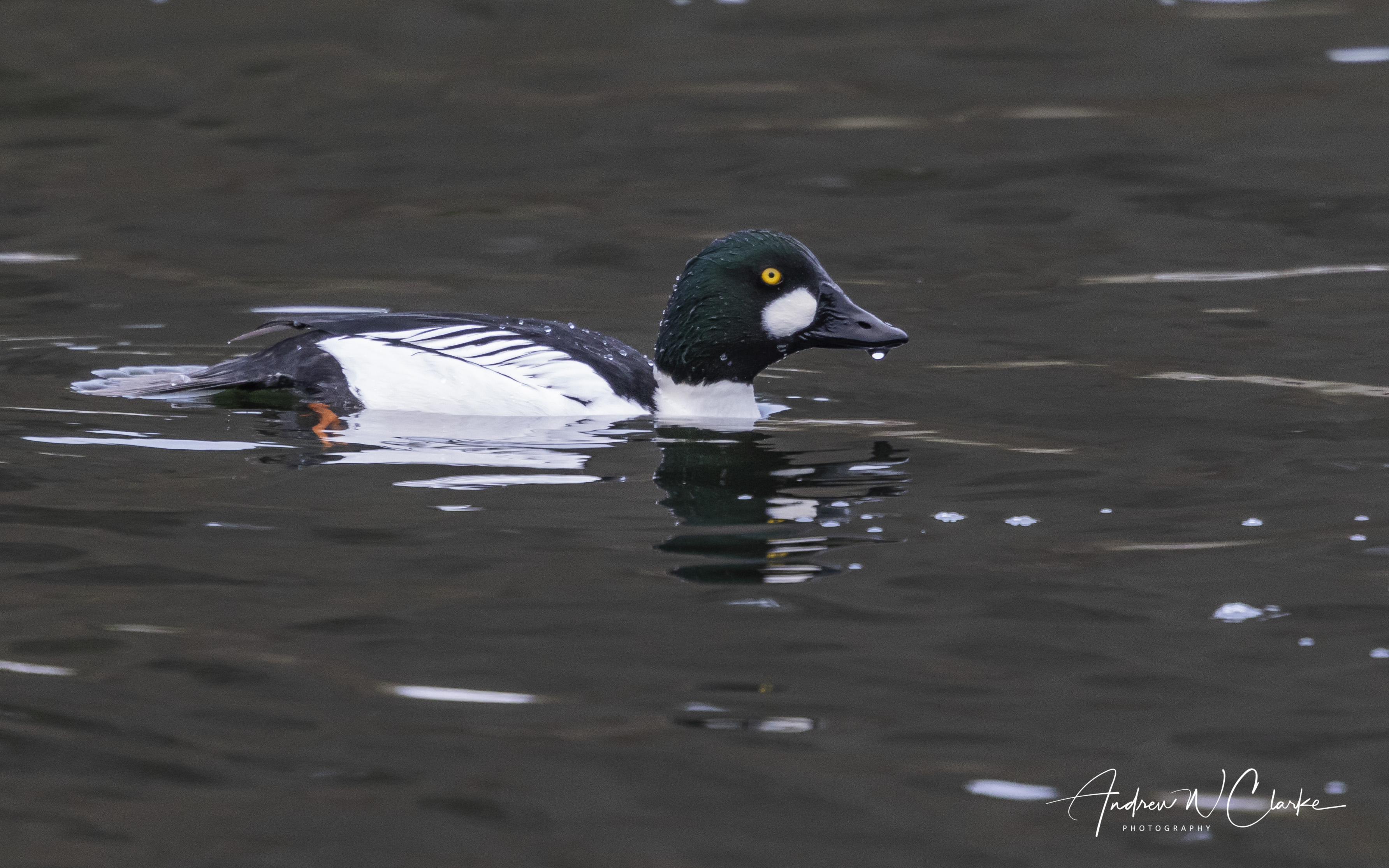 Common Goldeneye / Kvinand