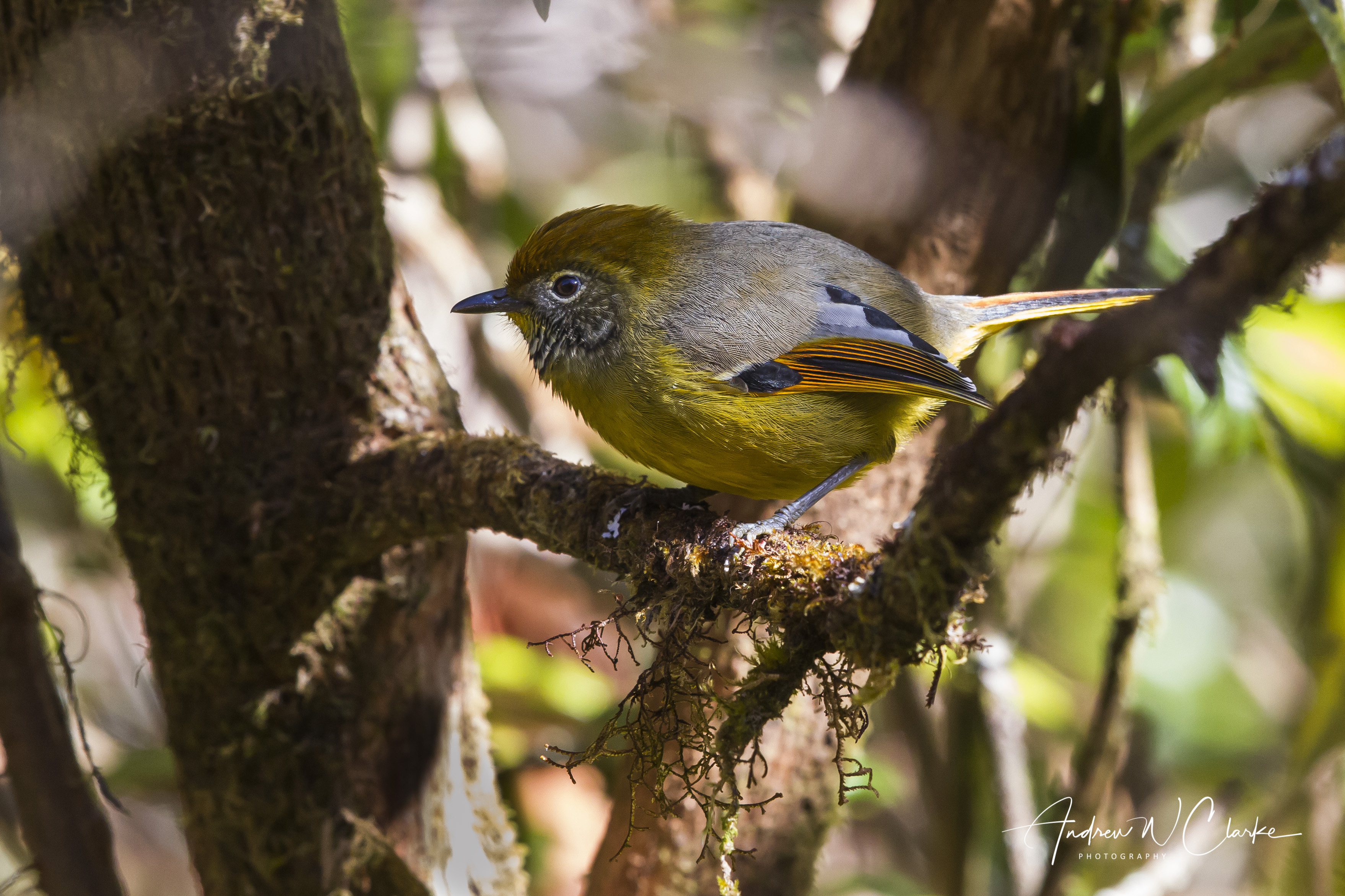 Chestnut-tailed Minla