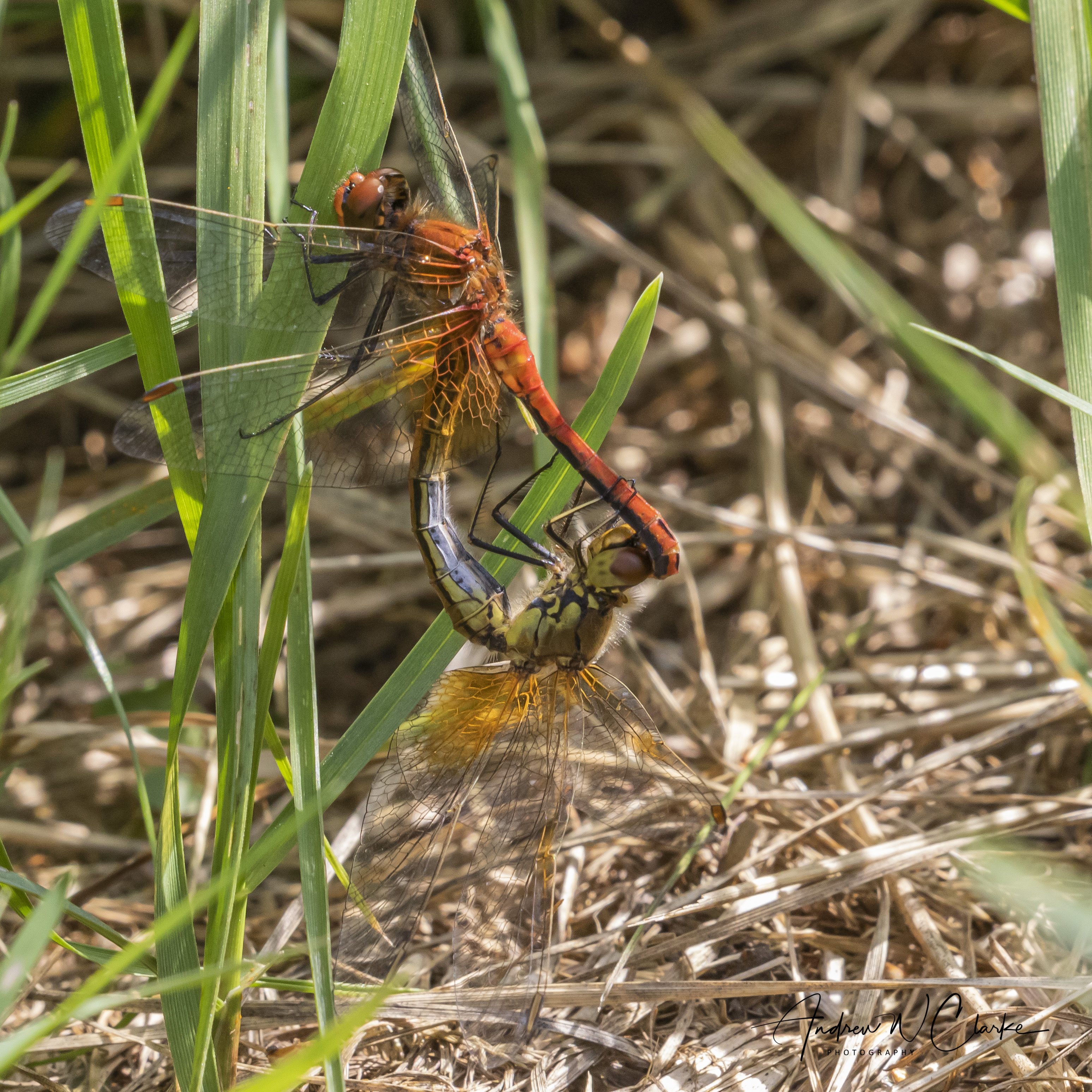 Yellow-winged Darter