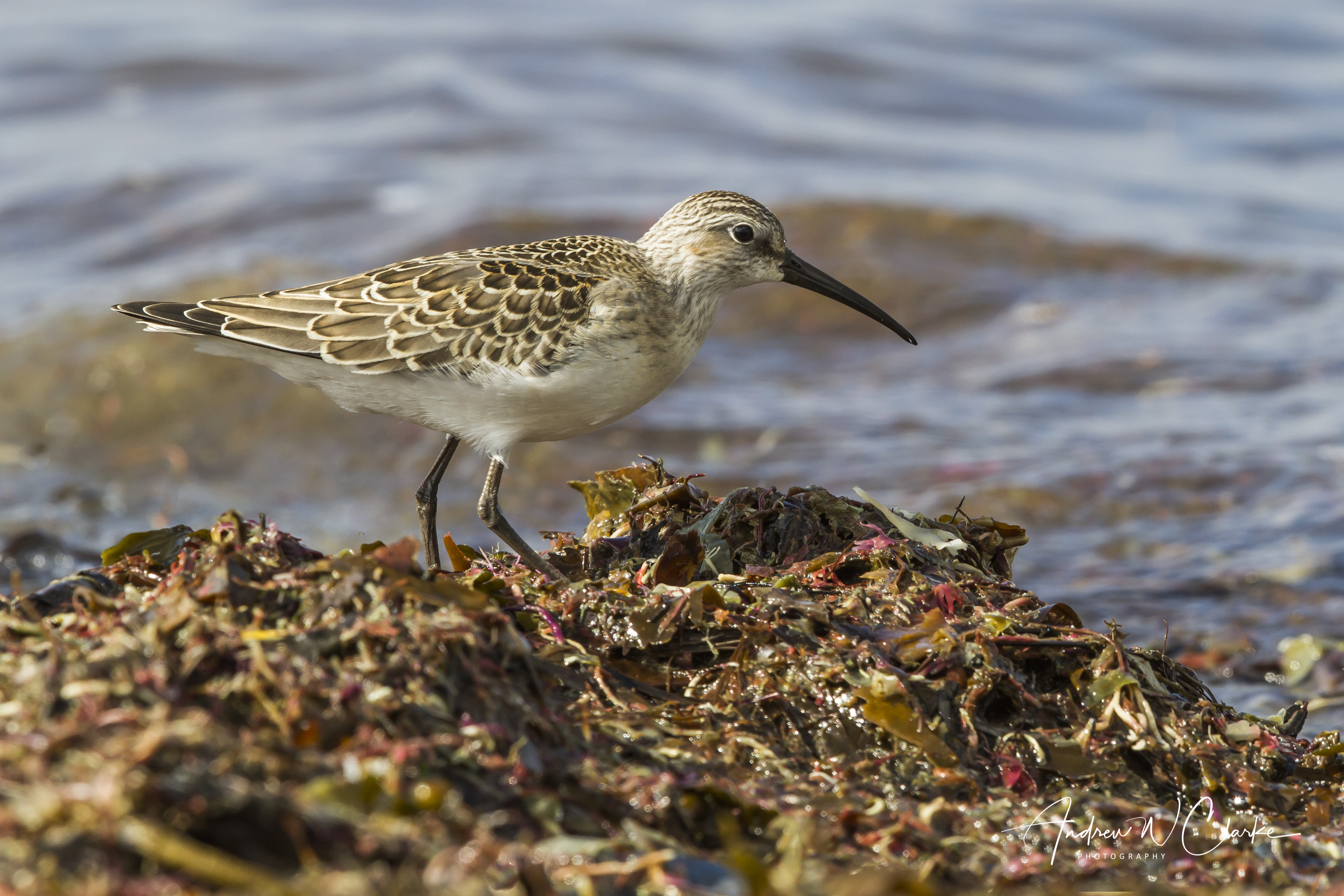Curlew Sandpiper / Tundrasnipe