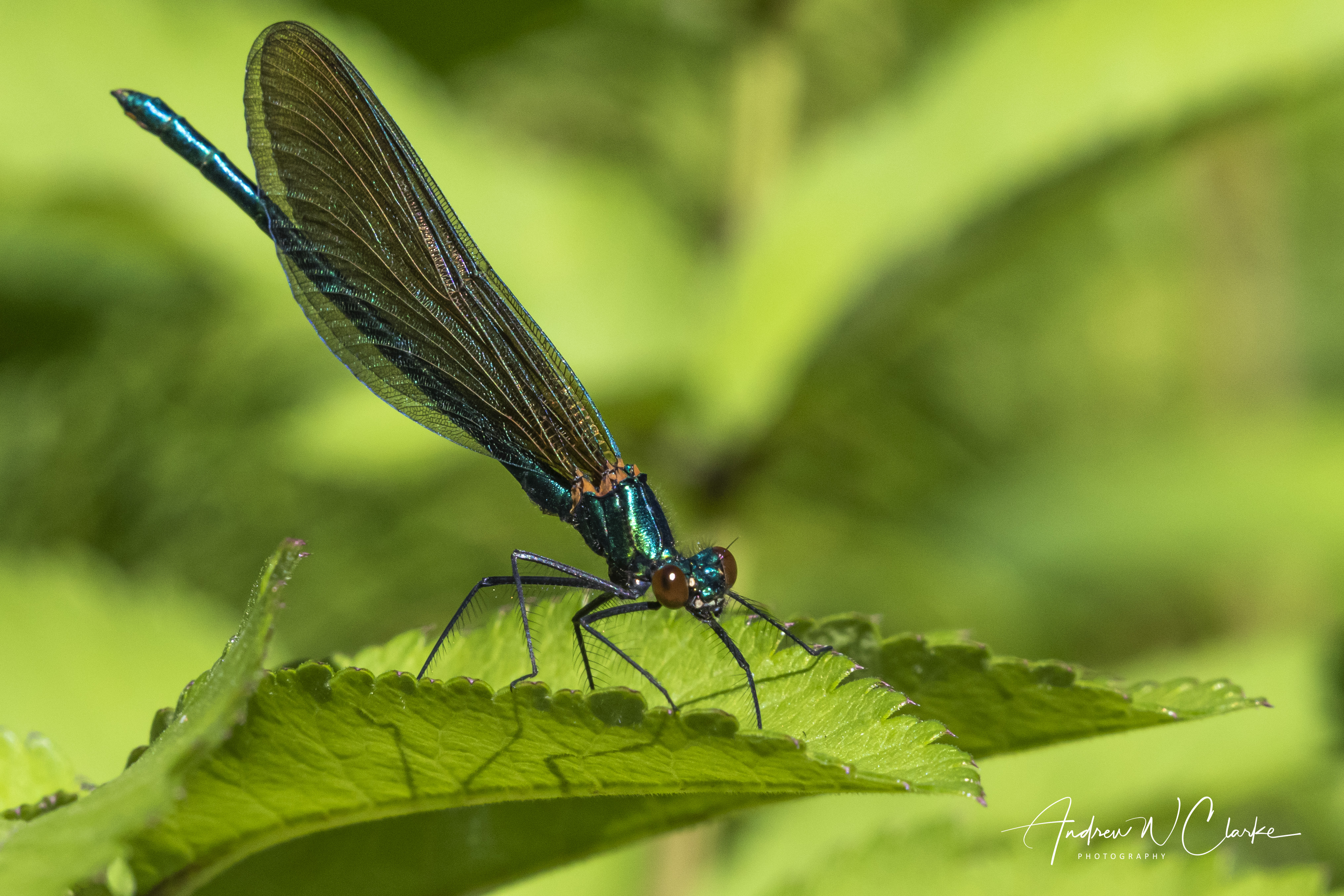 Beautiful Demoiselle