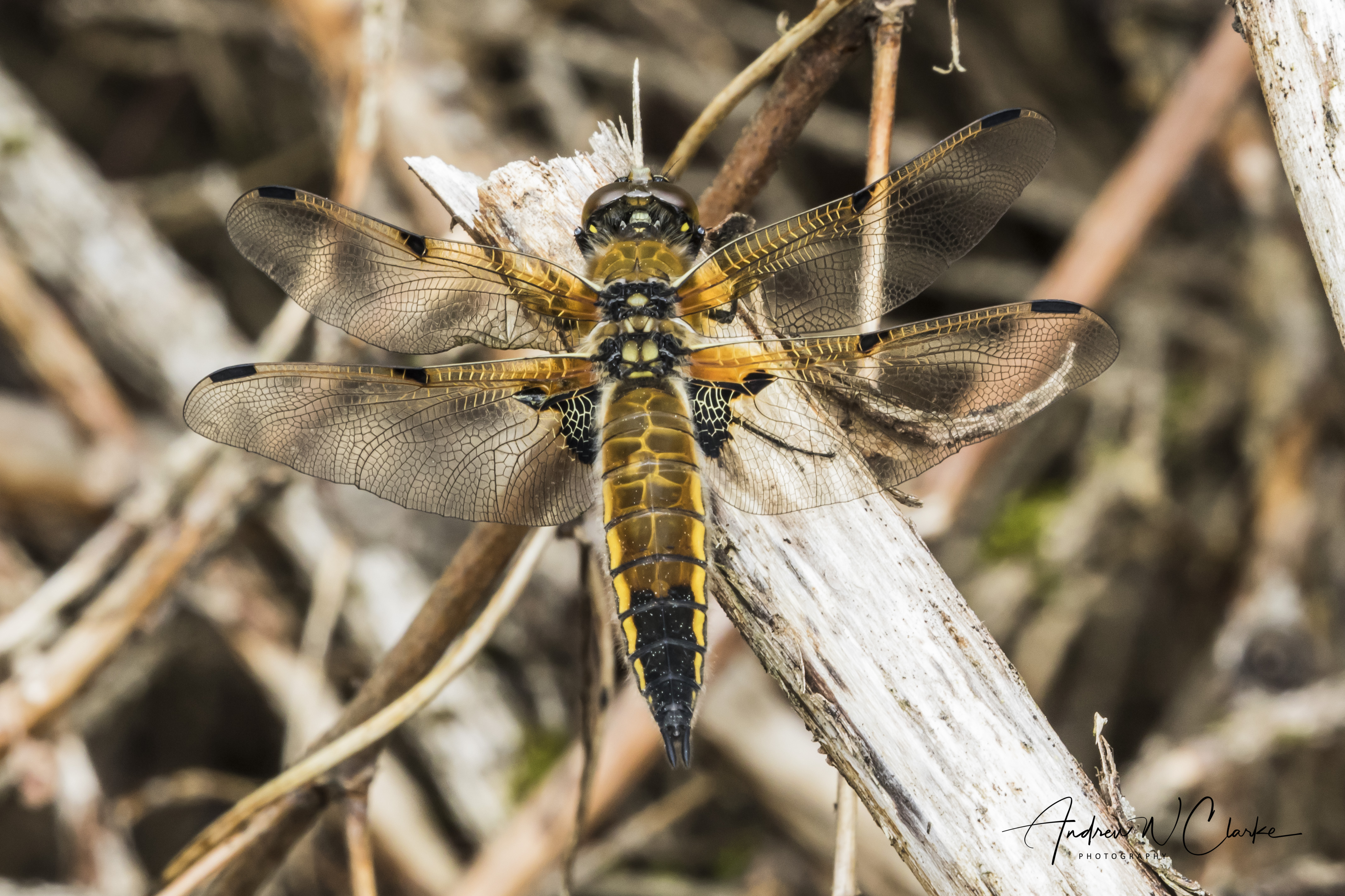 Four-spotted Chaser